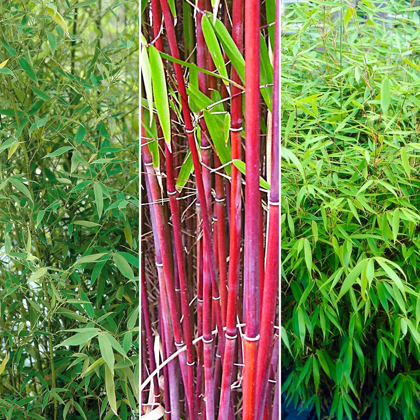 Fargesia Bamboo (Master)