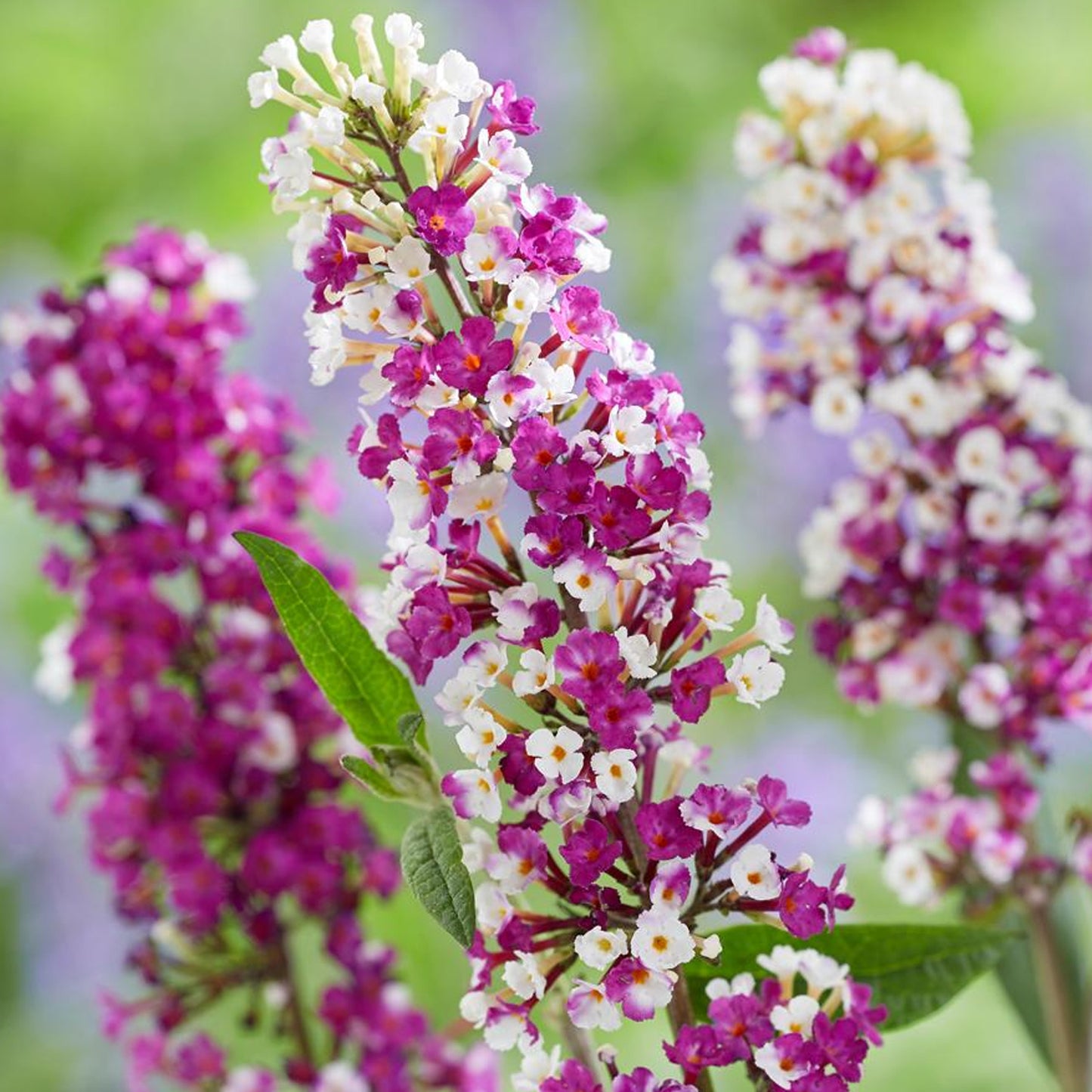 Buddleia Berries & Cream
