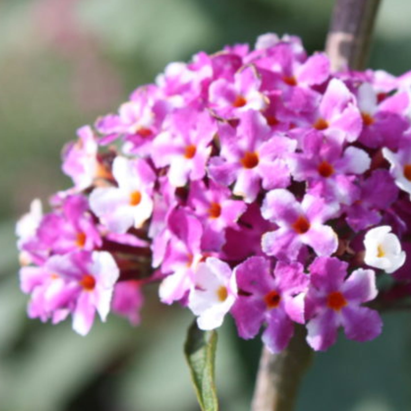 Buddleia Berries & Cream