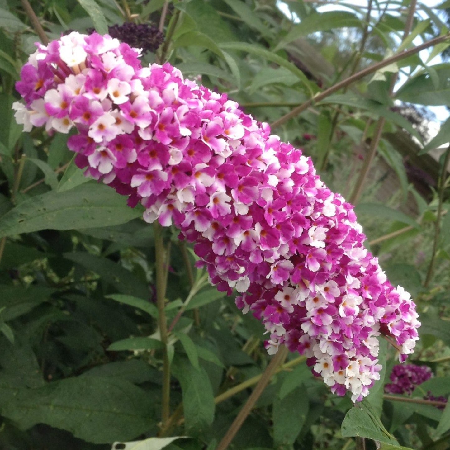 Buddleia Berries & Cream