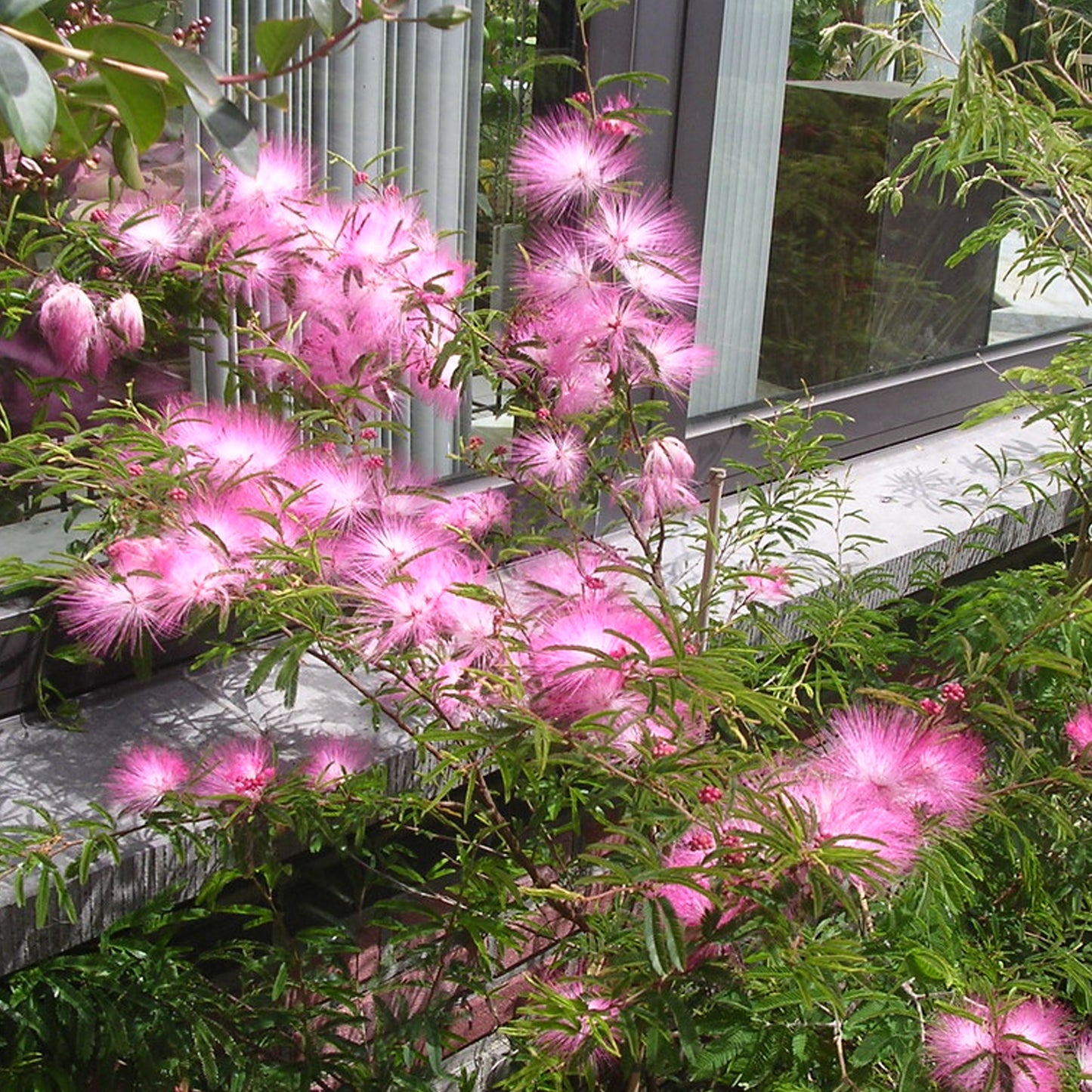 Calliandra Dixie Pink Patio Tree