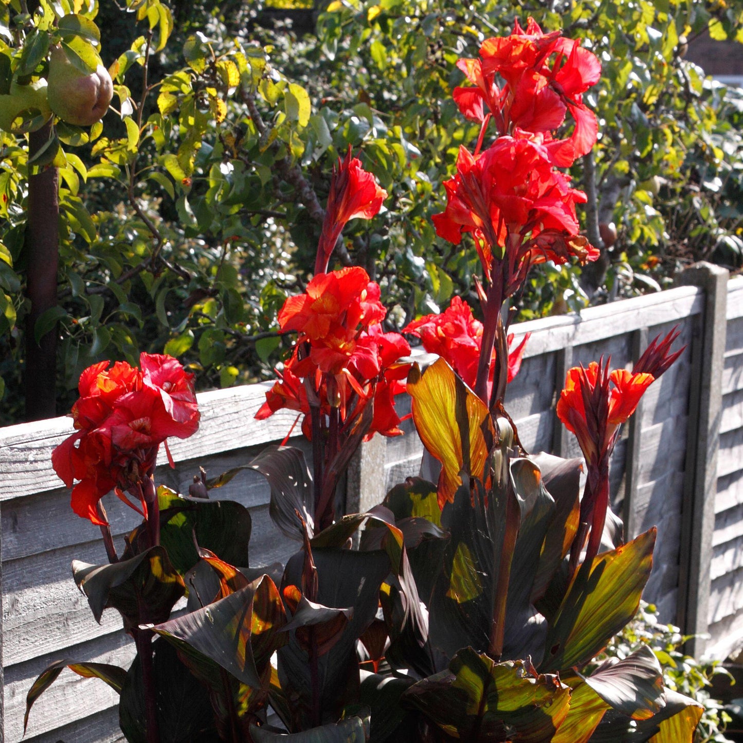 Canna Tropicanna Black