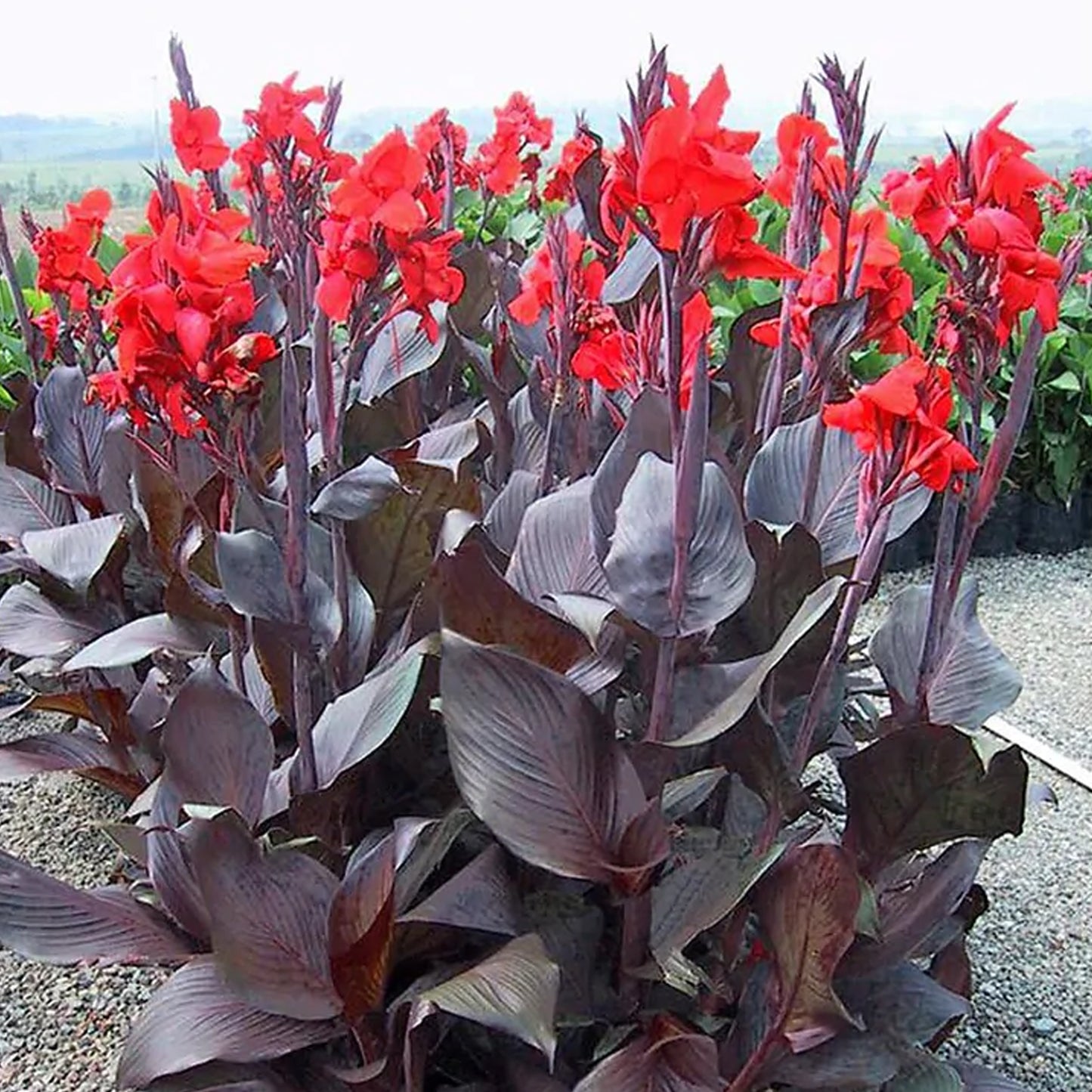 Canna Tropicanna Black