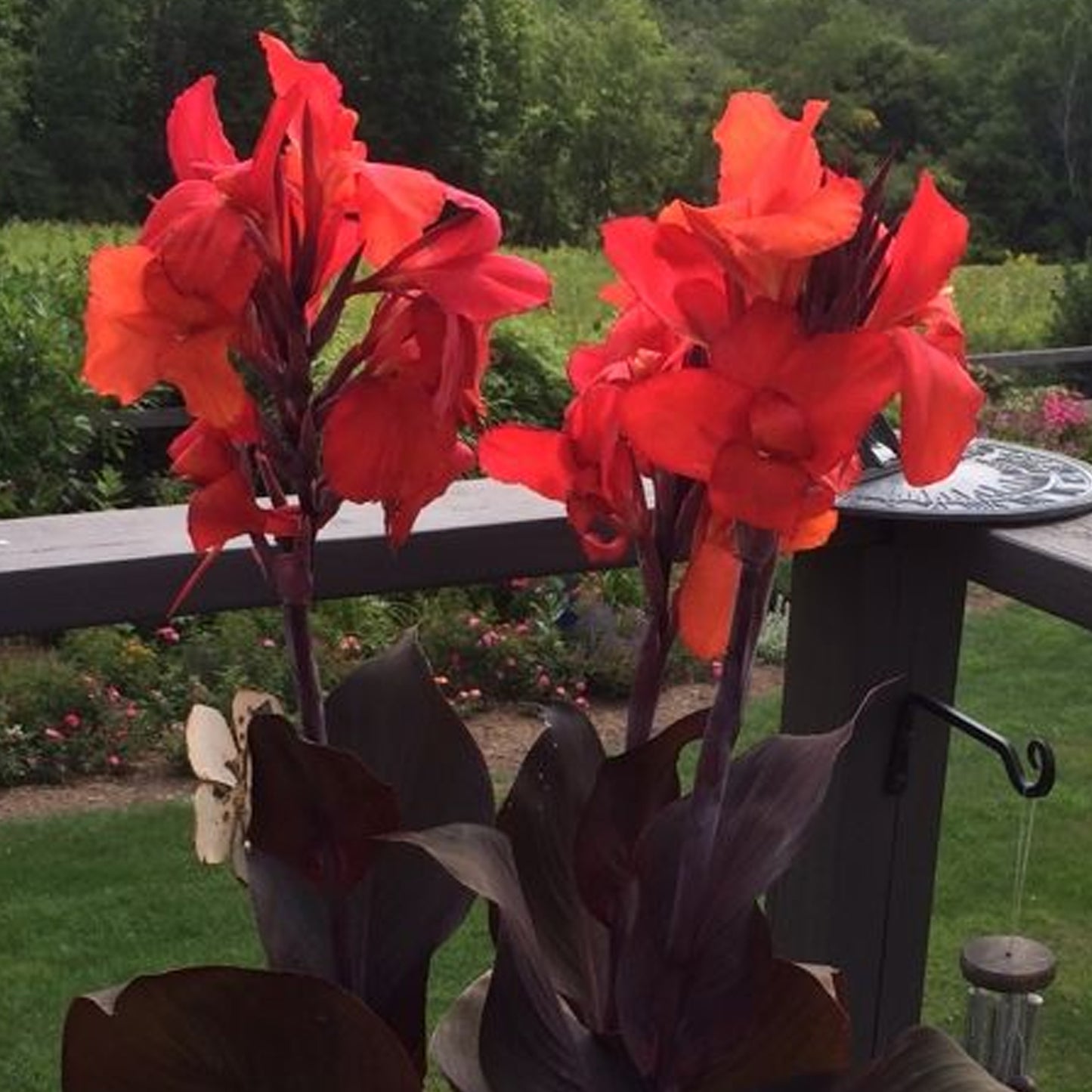 Canna Tropicanna Black
