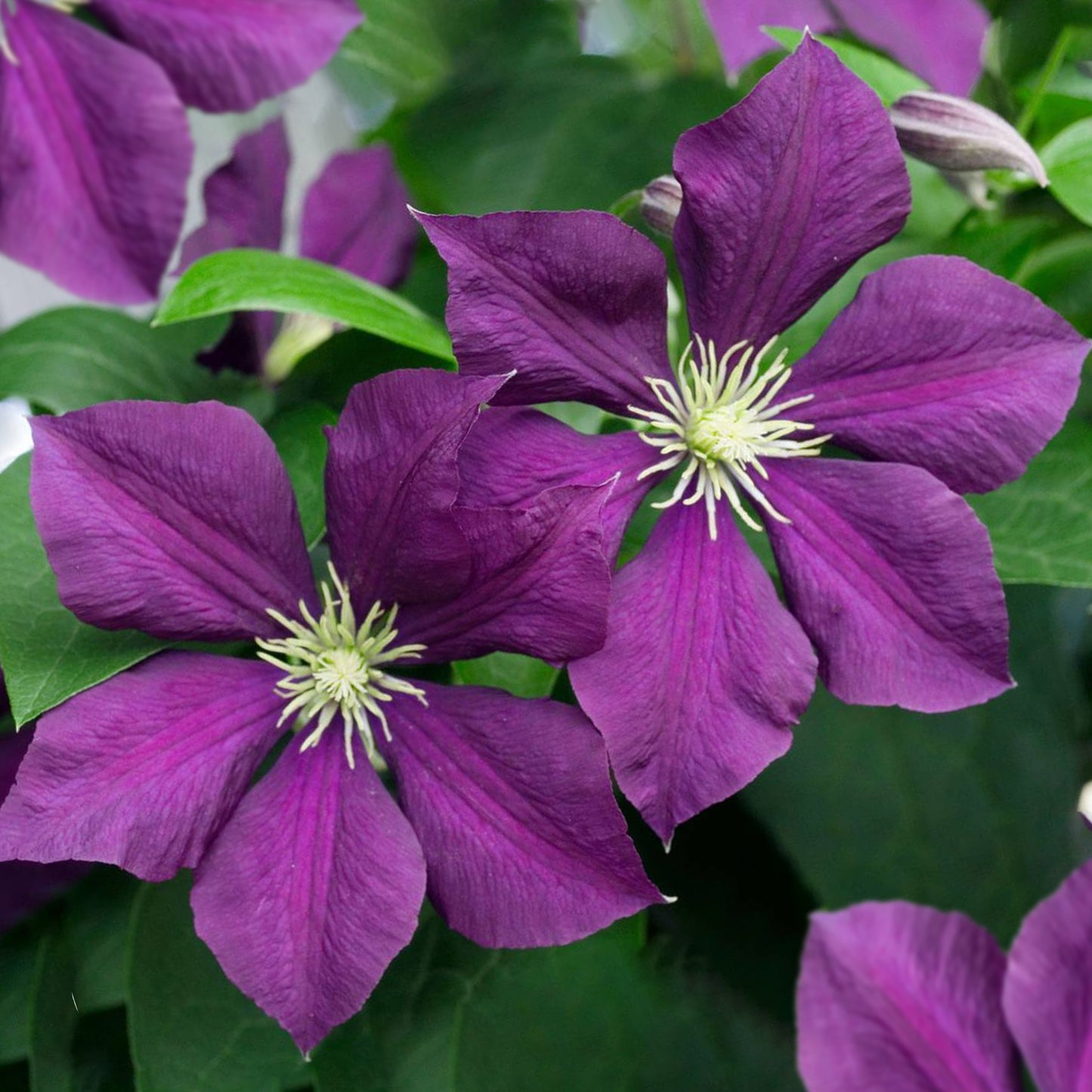 Clematis Warszawa Nike