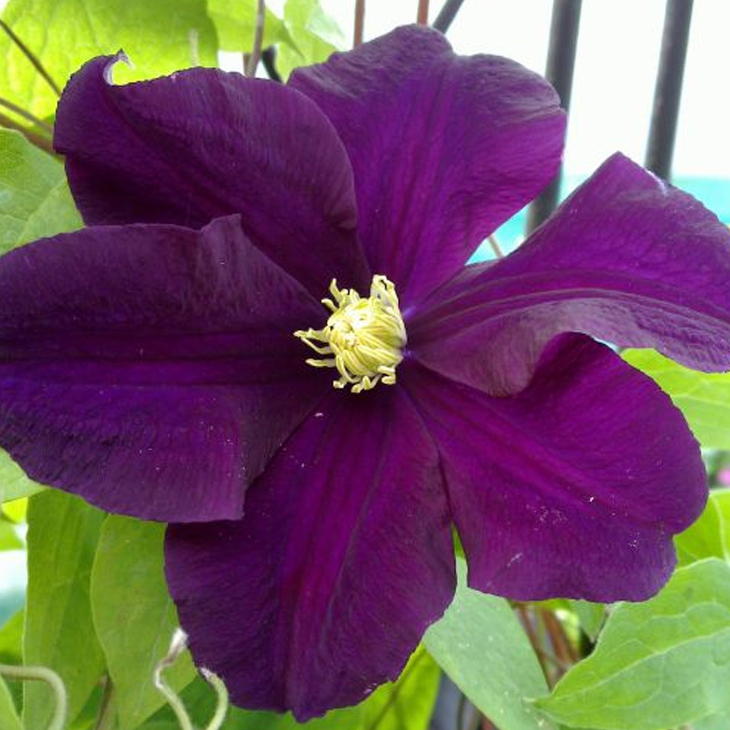 Clematis Warszawa Nike