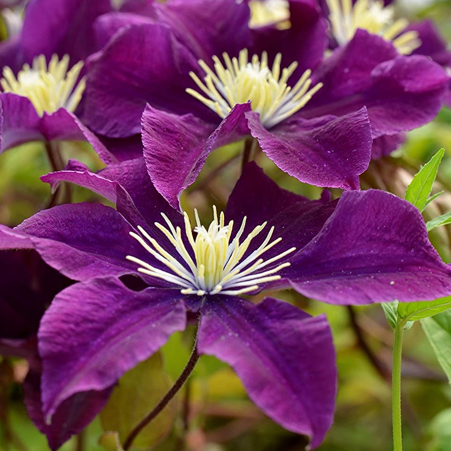 Clematis Warszawa Nike