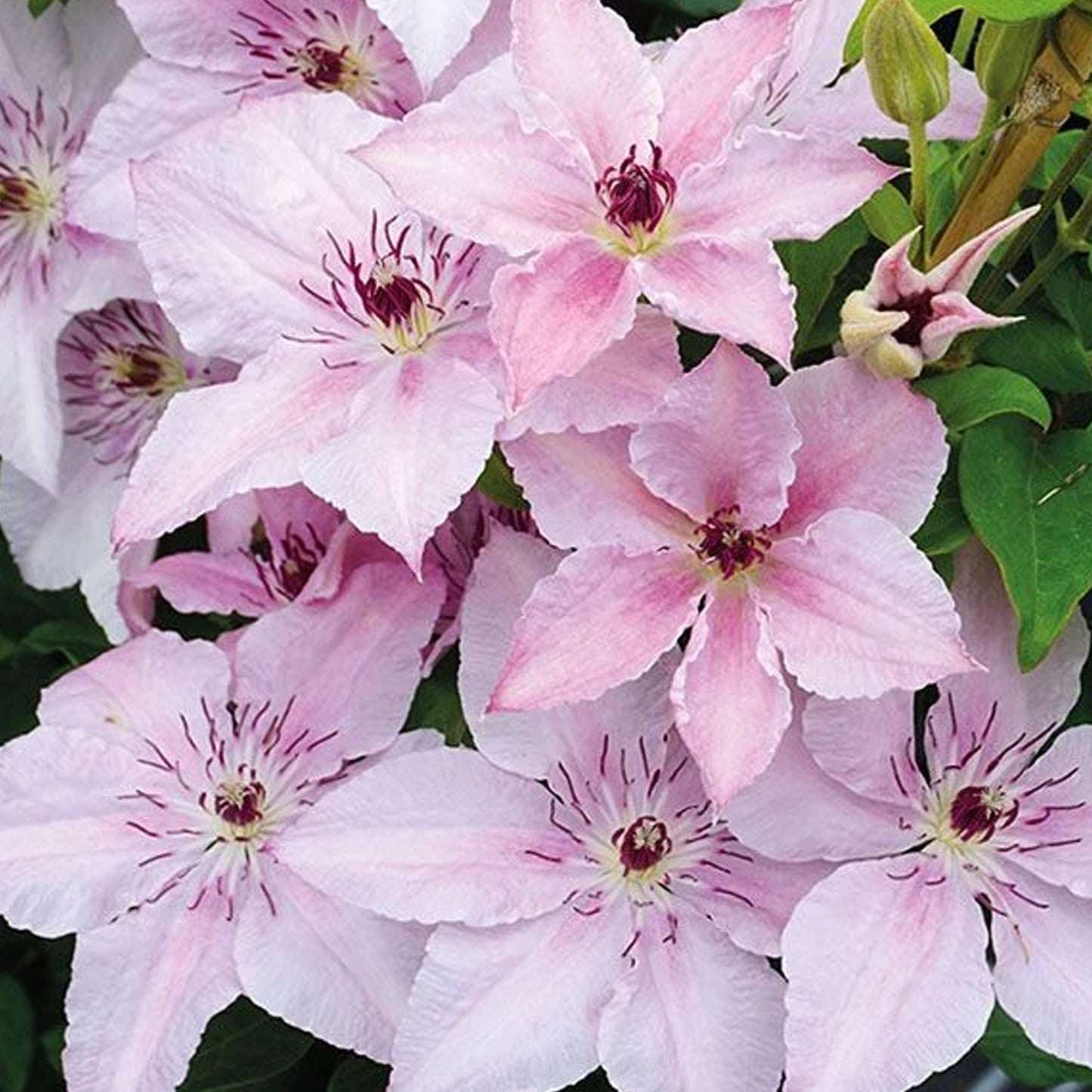 Clematis Pink Fantasy