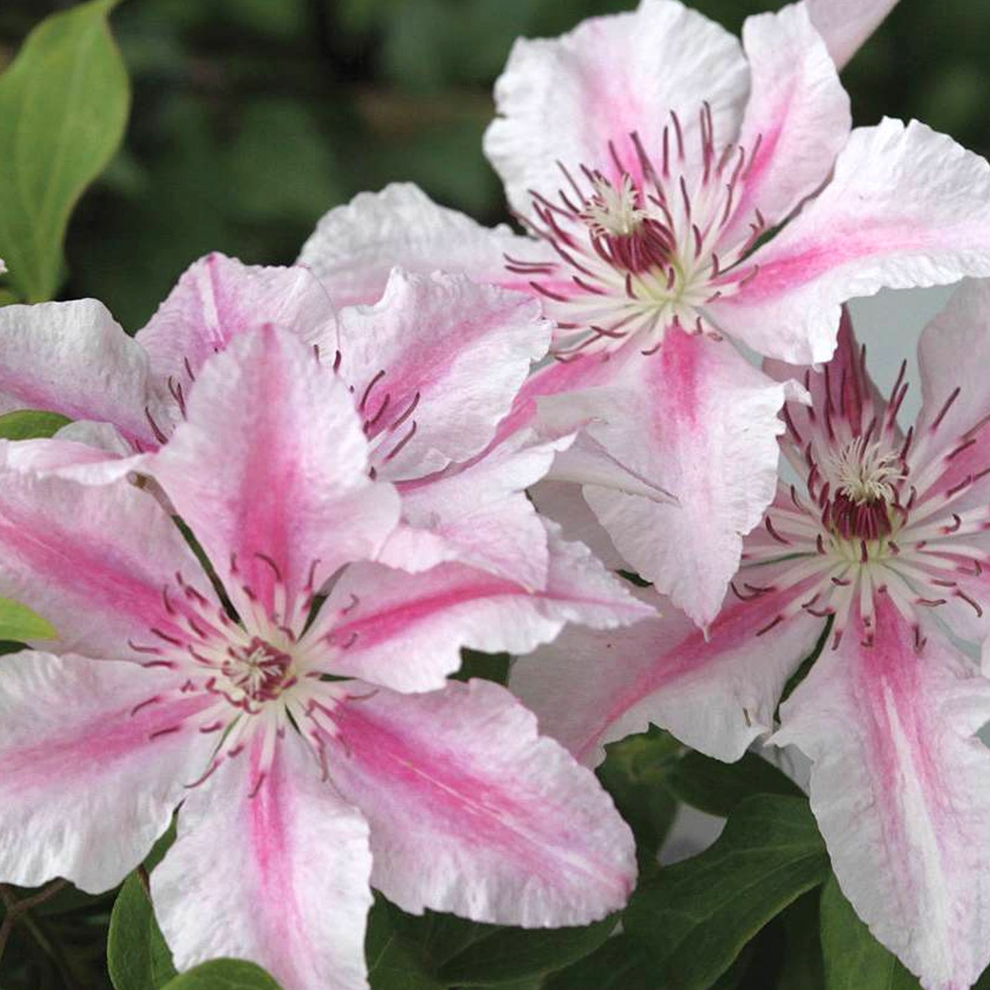 Clematis Pink Fantasy