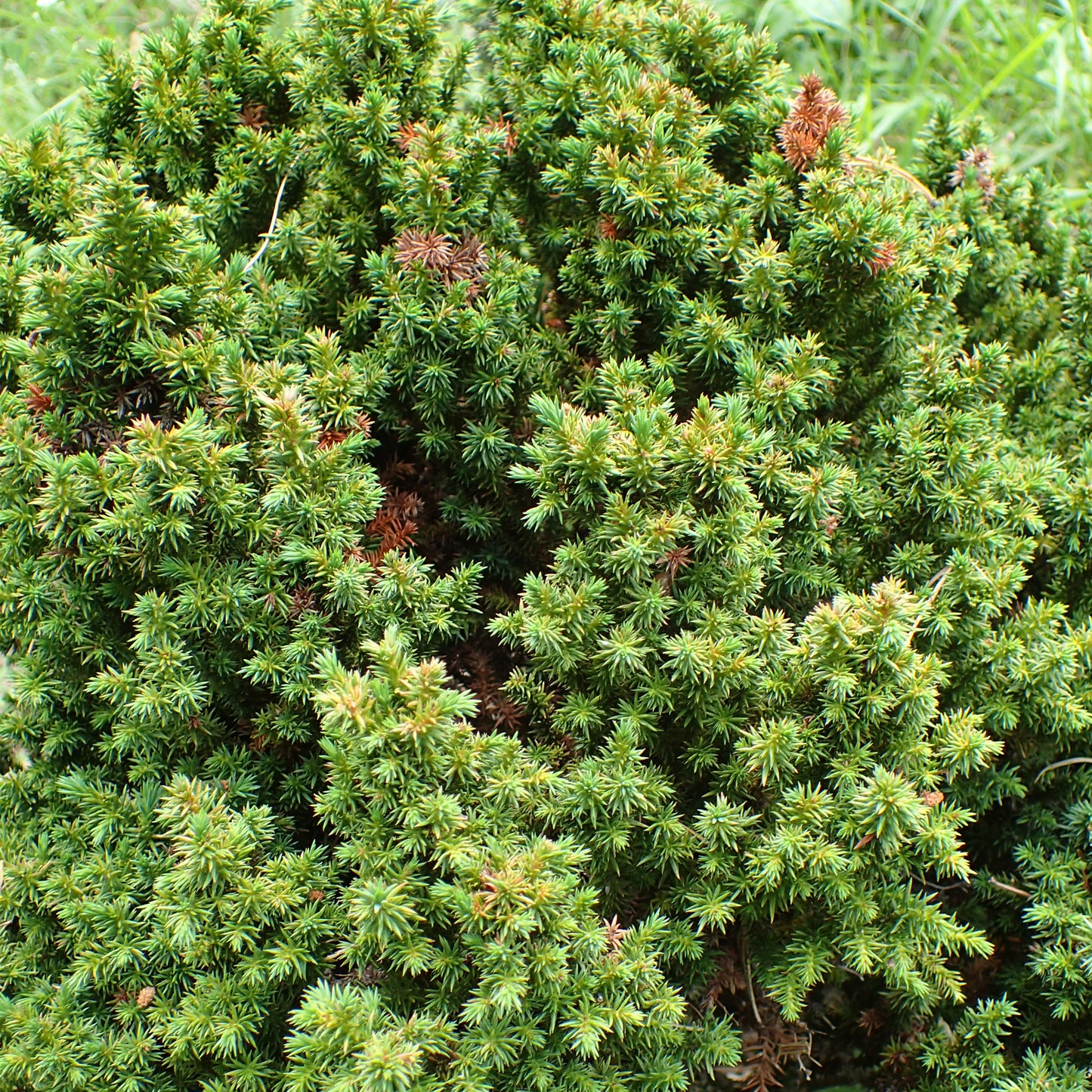 Cryptomeria Vilmoriniana