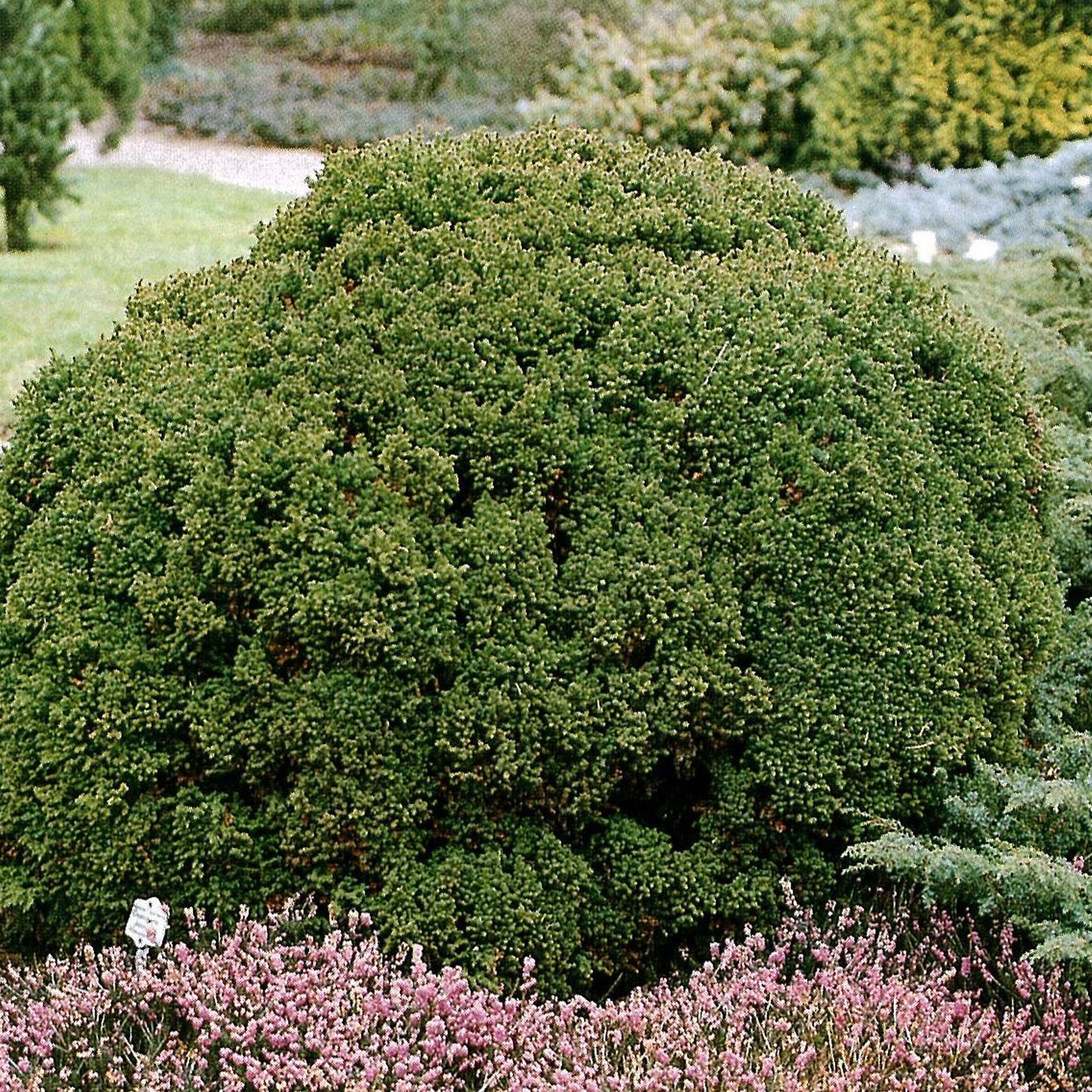 Cryptomeria Vilmoriniana