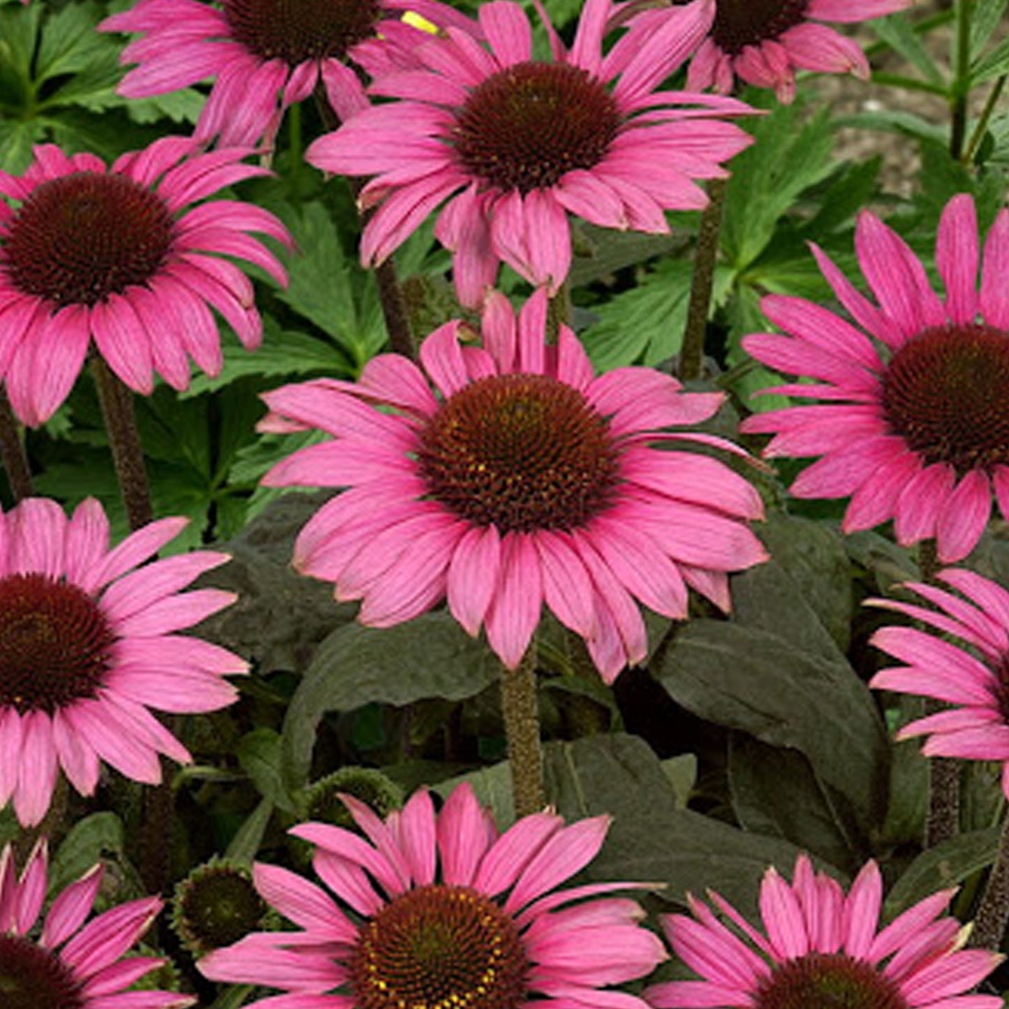 Echinacea Little Magnus