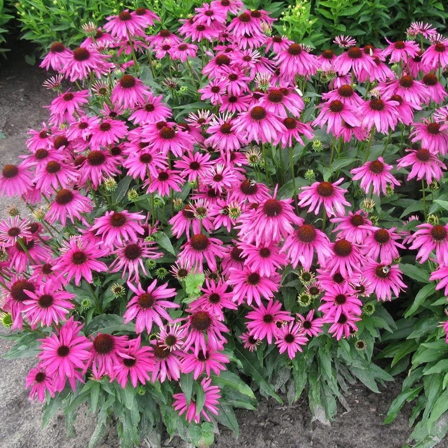 Echinacea Little Magnus