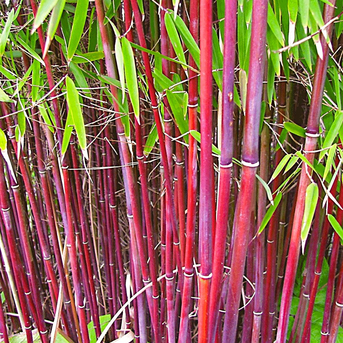 Fargesia Bamboo (Master)