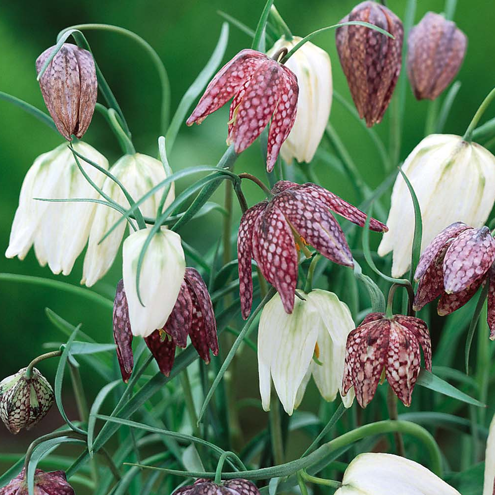 Fritillaria Meleagris Mixed -MASTER-