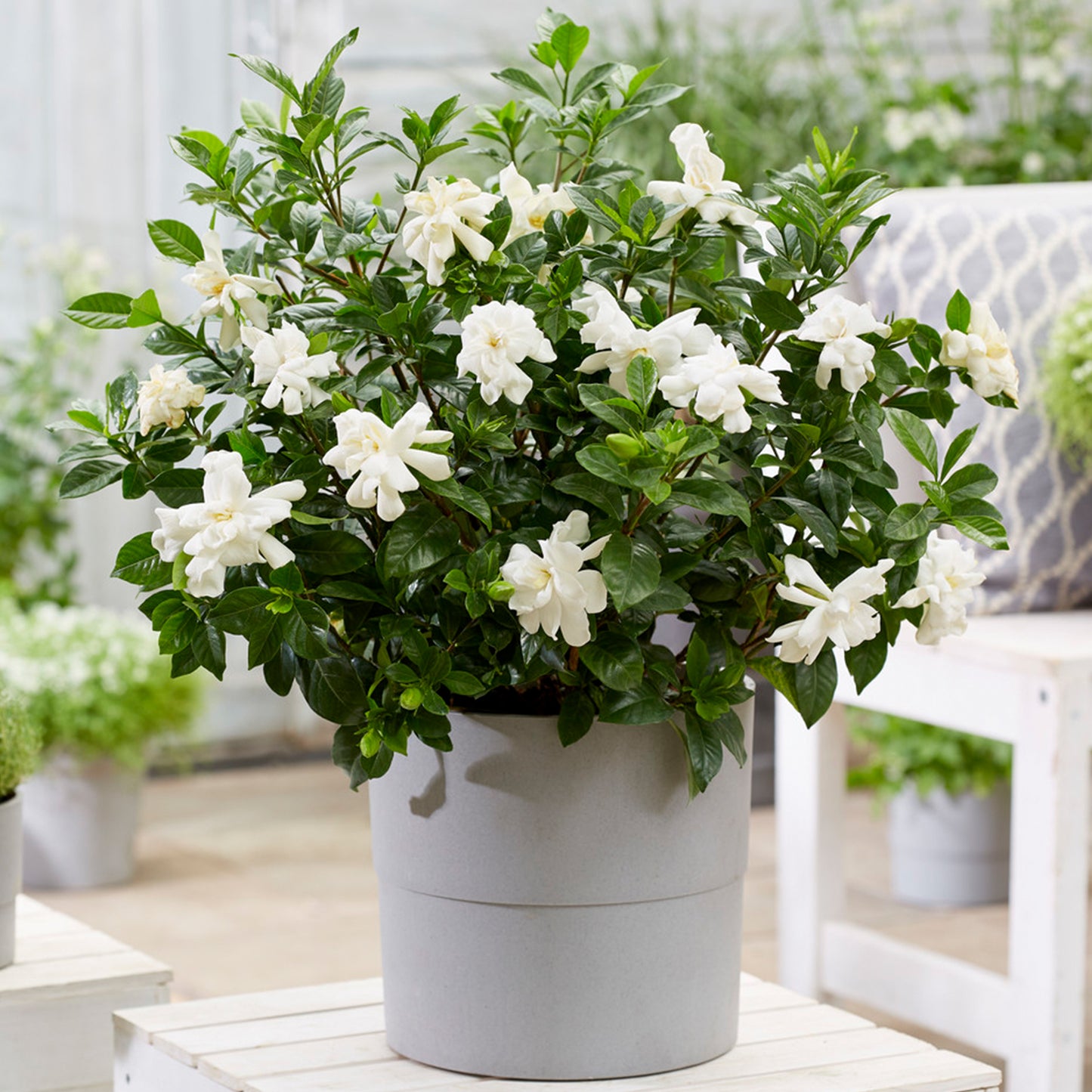 Gardenia Double Diamond