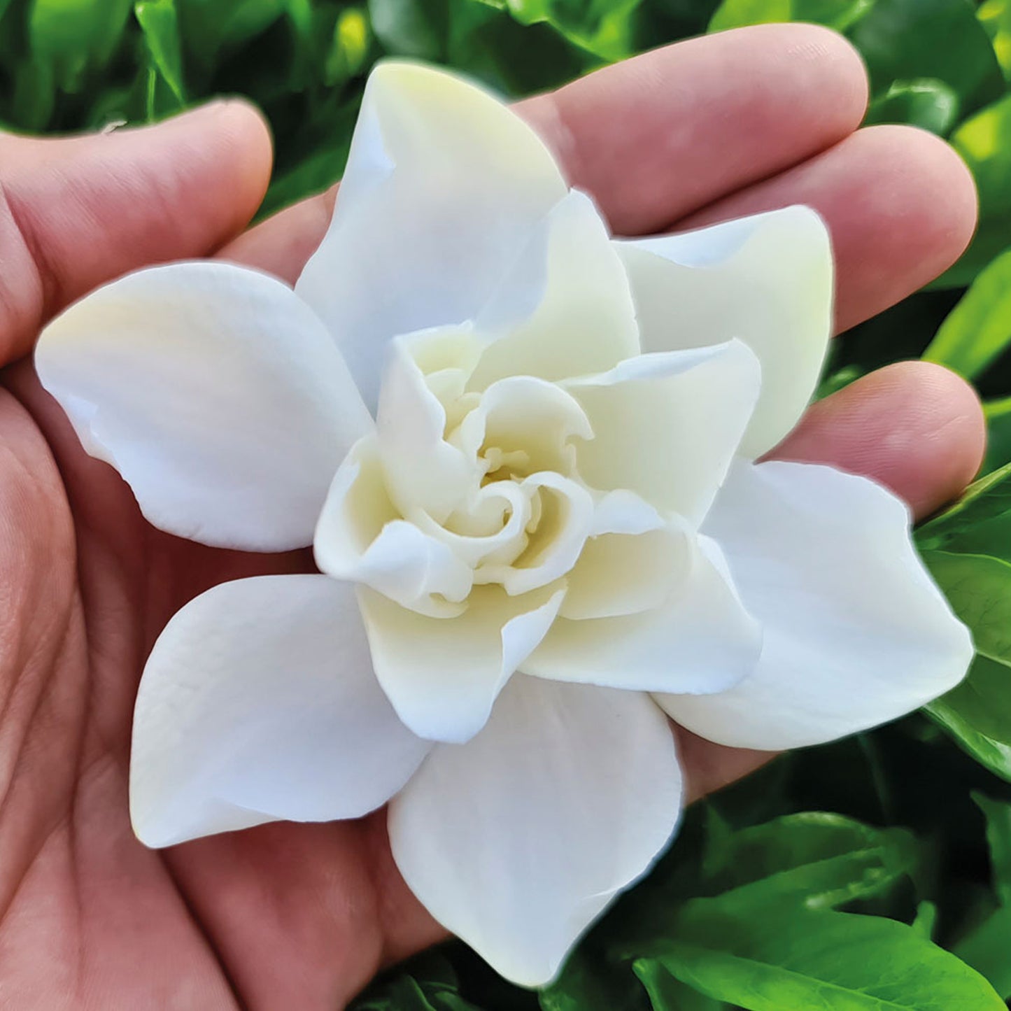 Gardenia Double Diamond