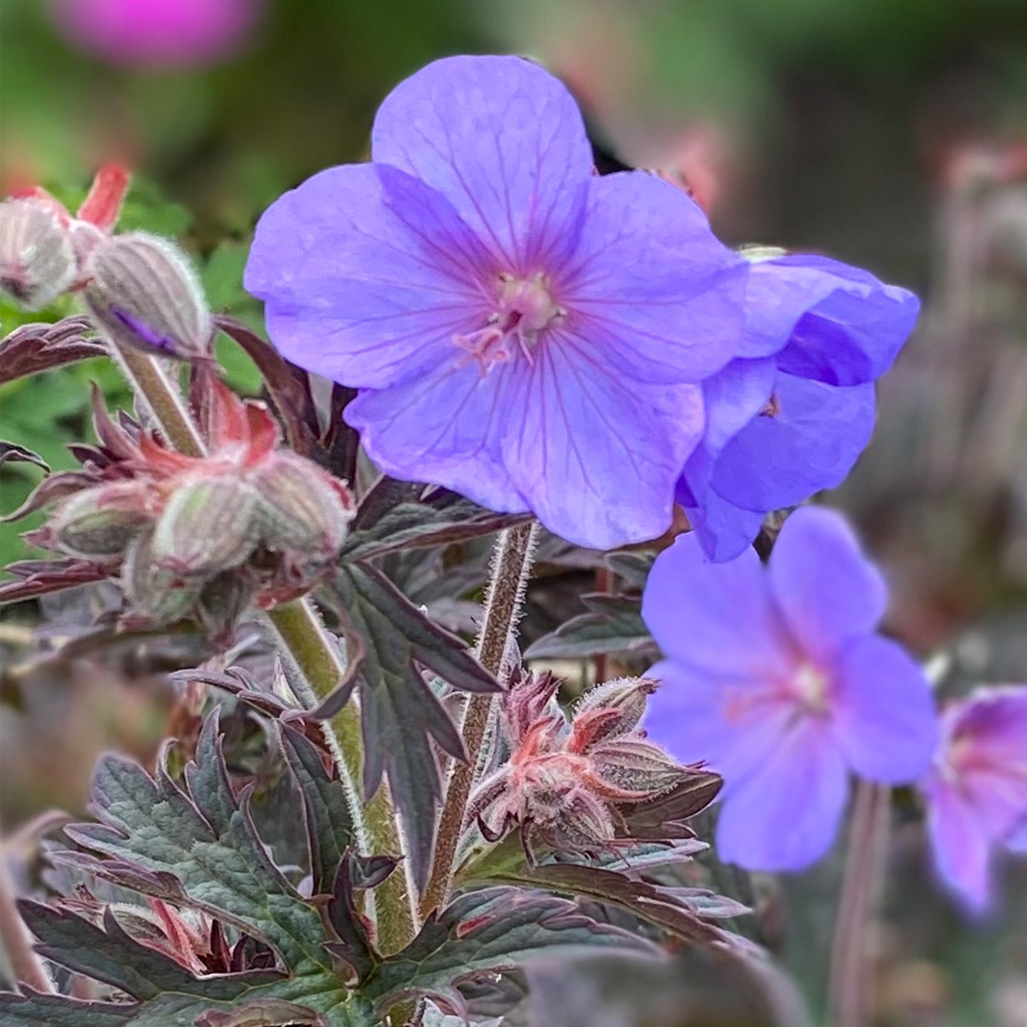 Geranium Boom Chocolatta