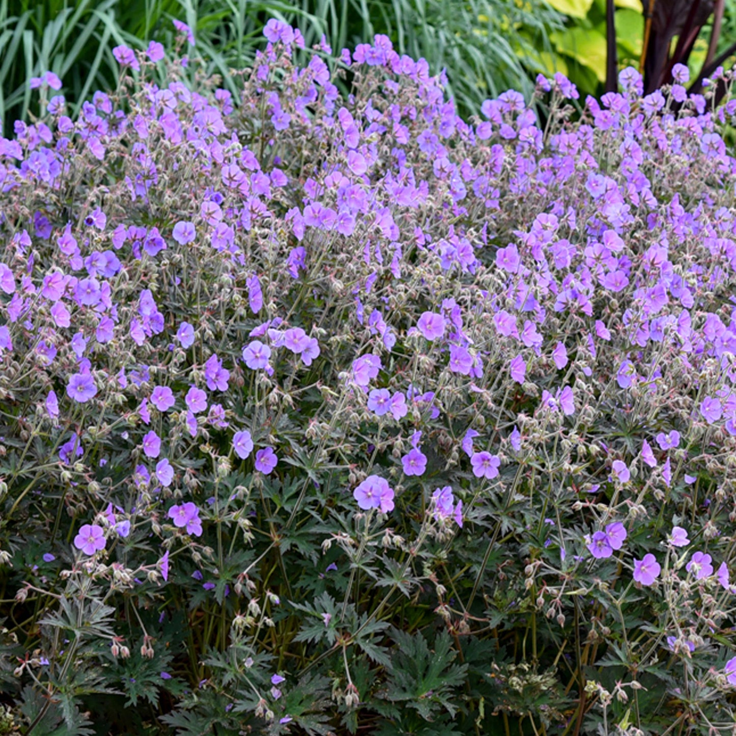 Geranium Boom Chocolatta