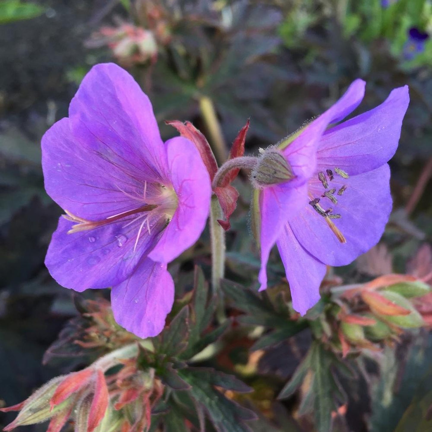 Geranium Boom Chocolatta