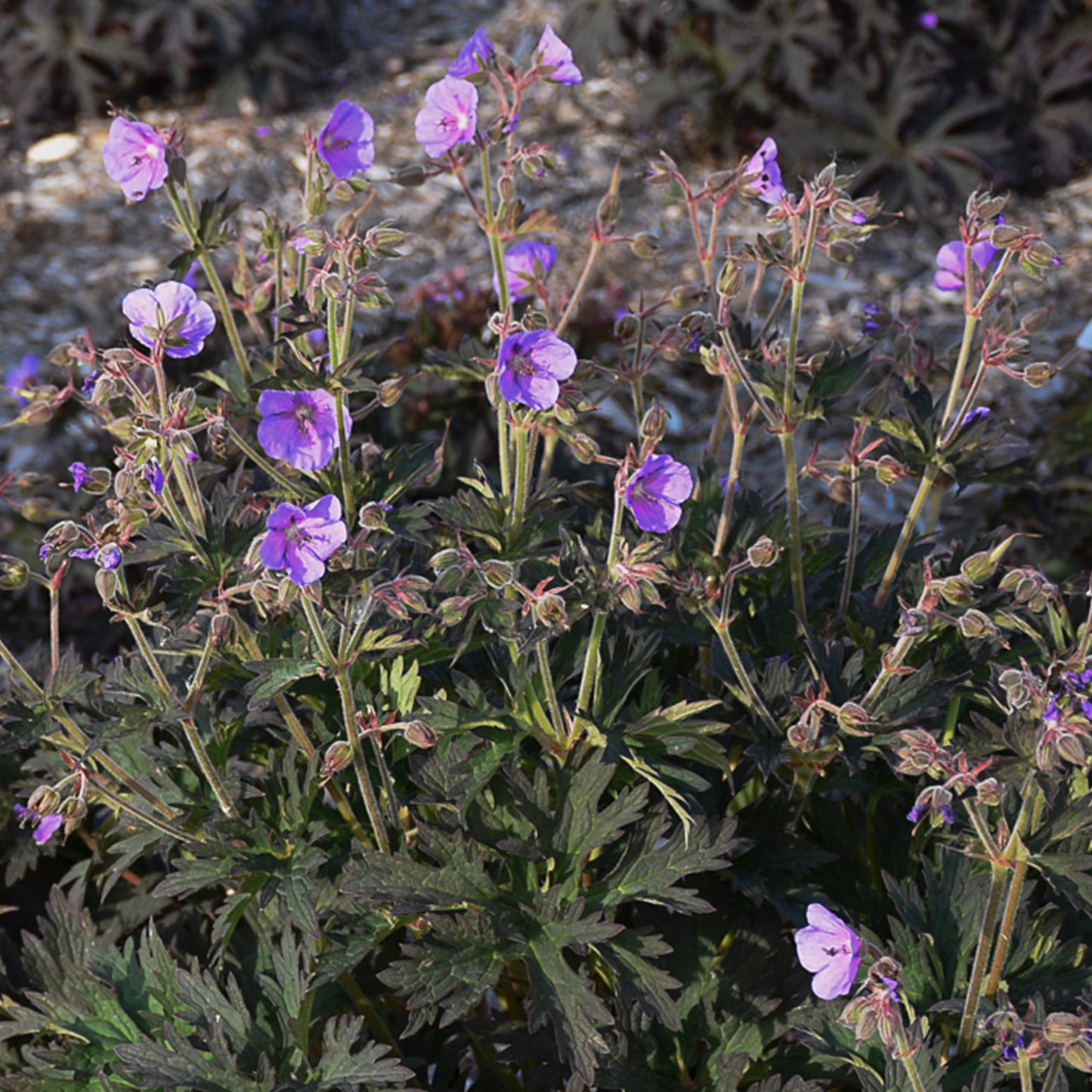 Geranium Boom Chocolatta