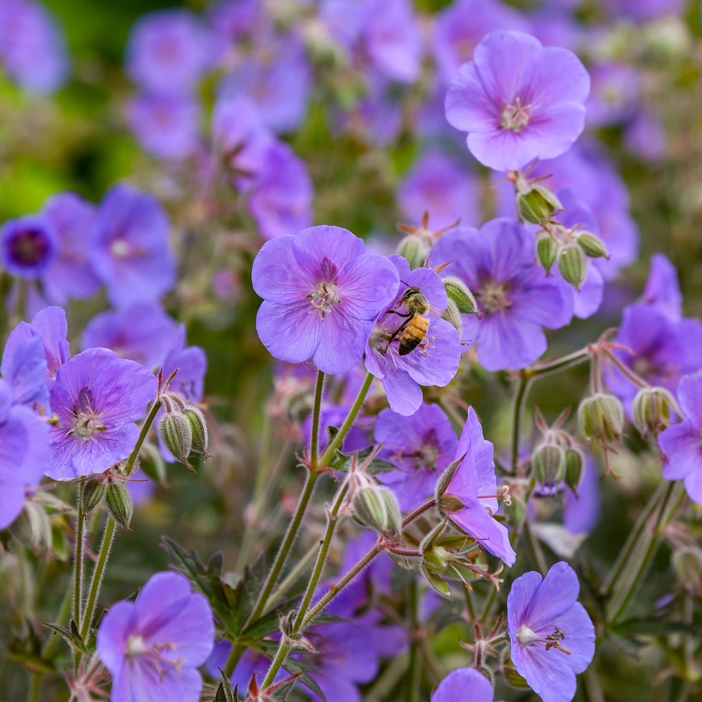 Geranium Boom Chocolatta