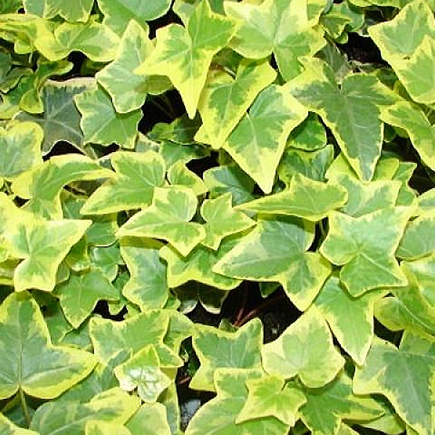 Hedera Goldchild