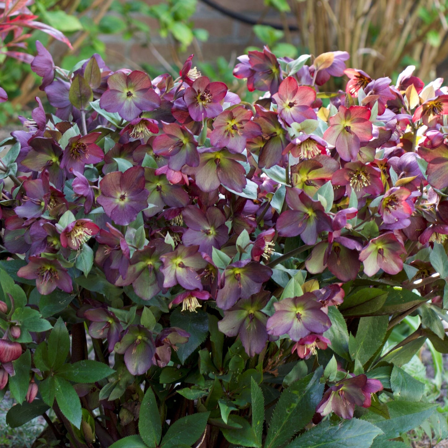 Helleborus Star of Passion