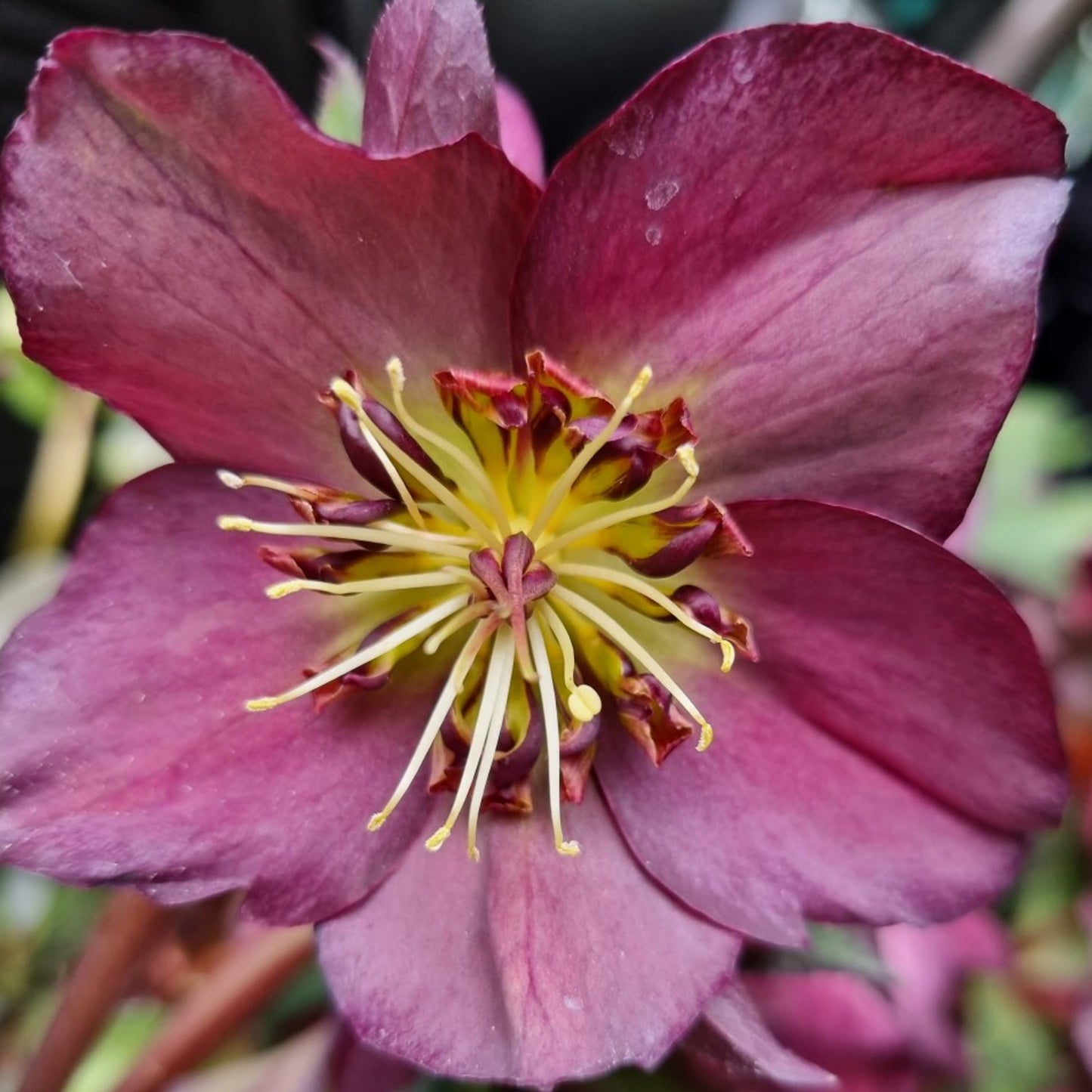 Helleborus Star of Passion