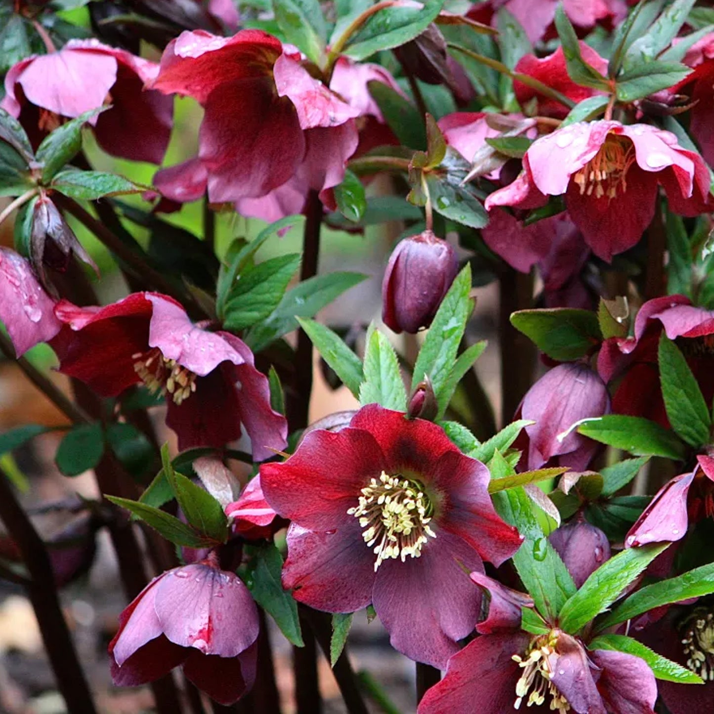 Helleborus Star of Passion