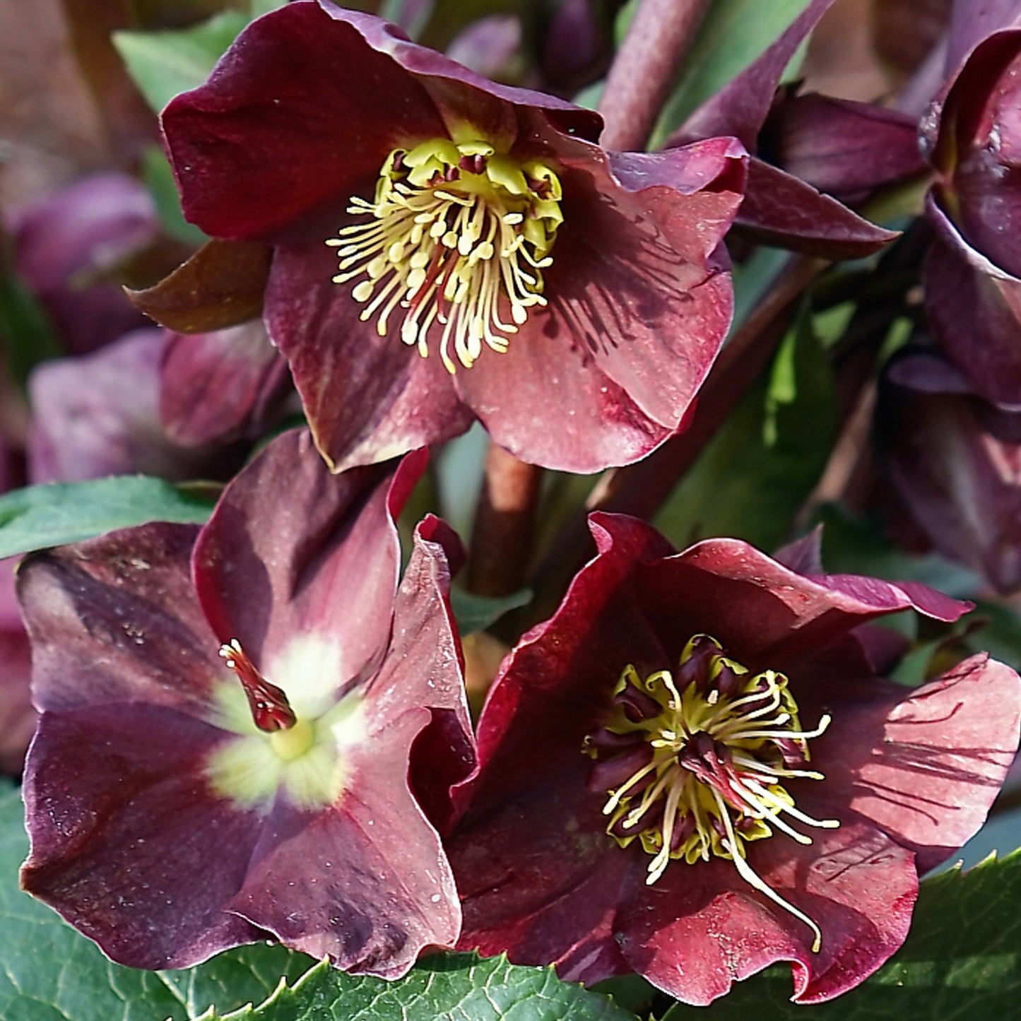 Helleborus Star of Passion