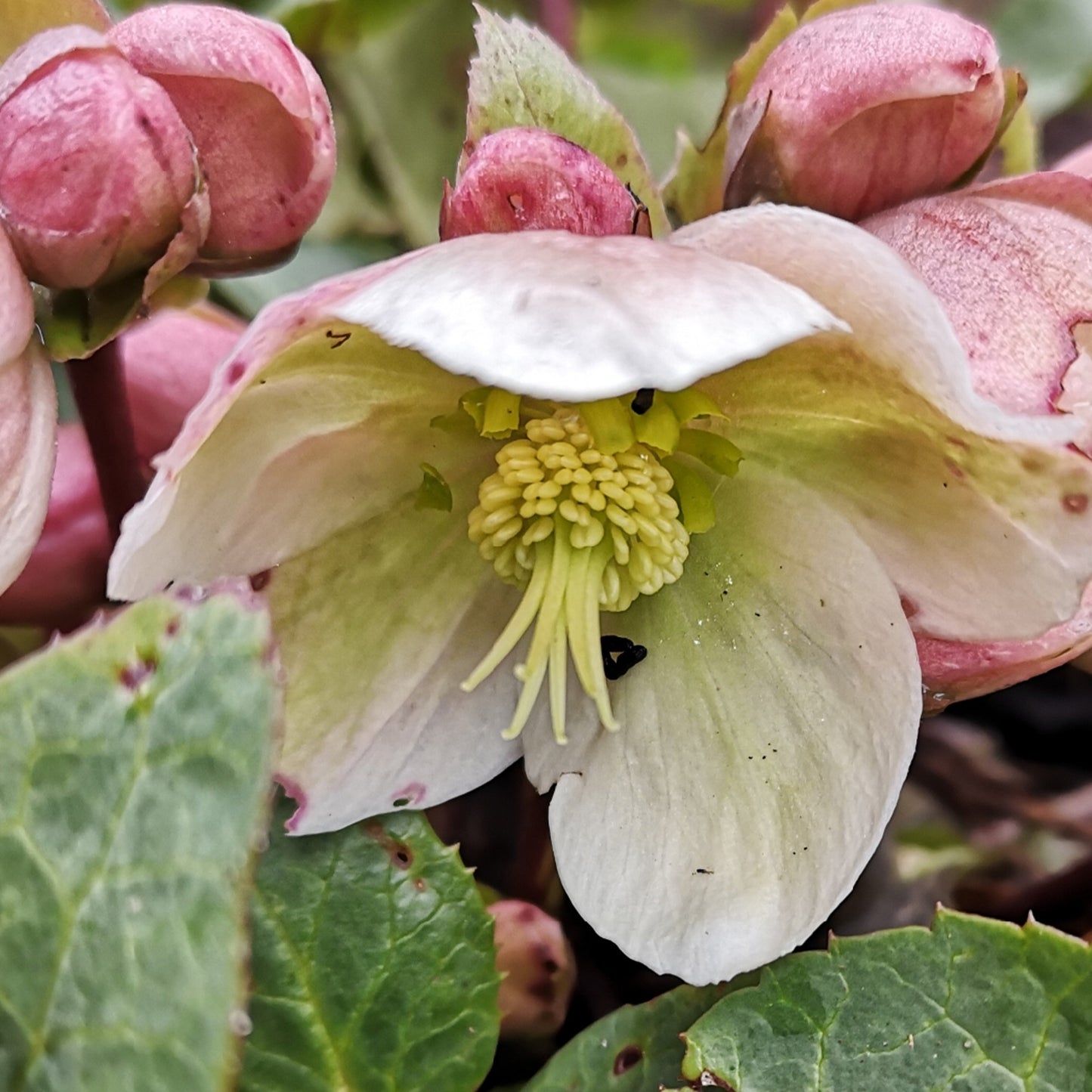 Helleborus Winter Sunshine