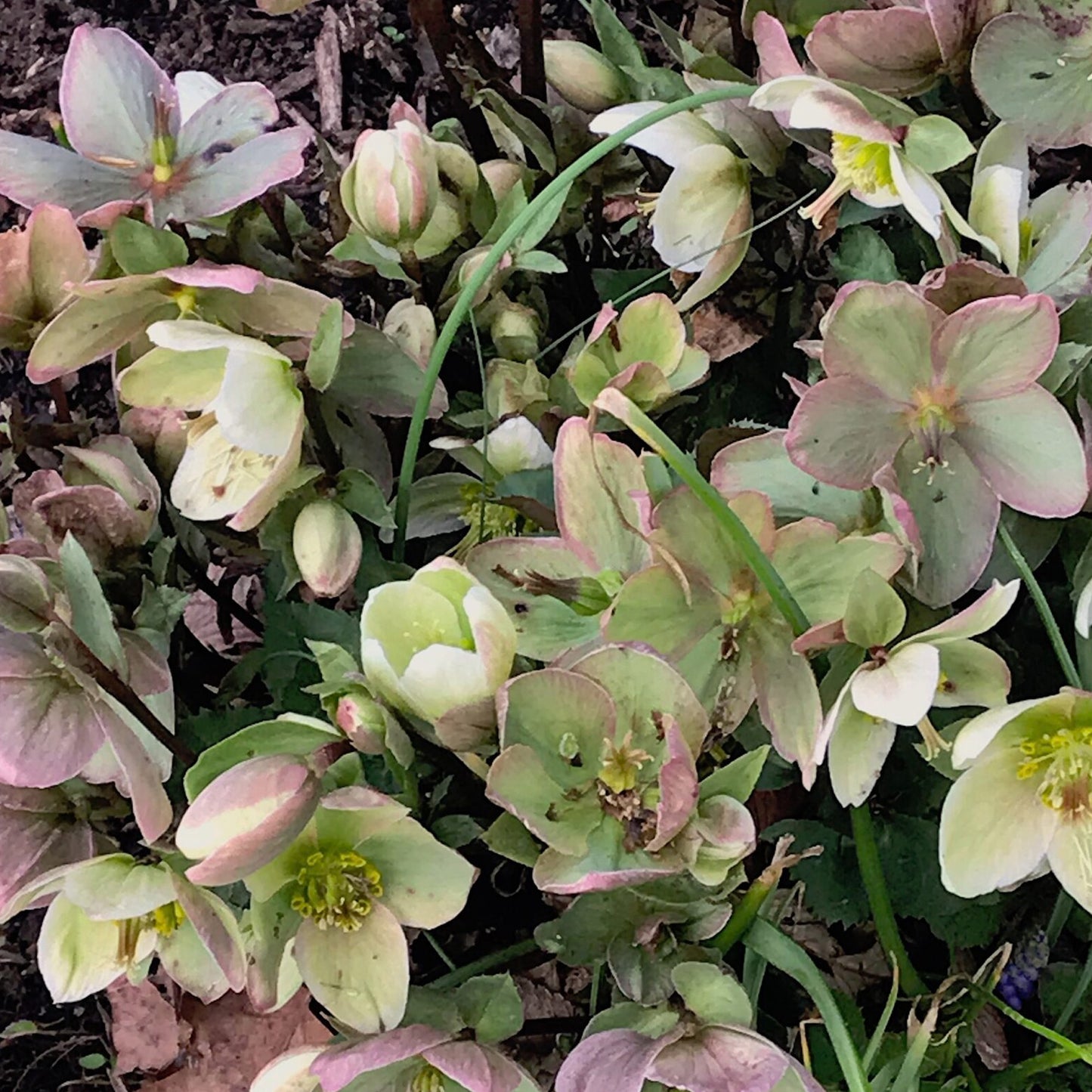 Helleborus Winter Sunshine