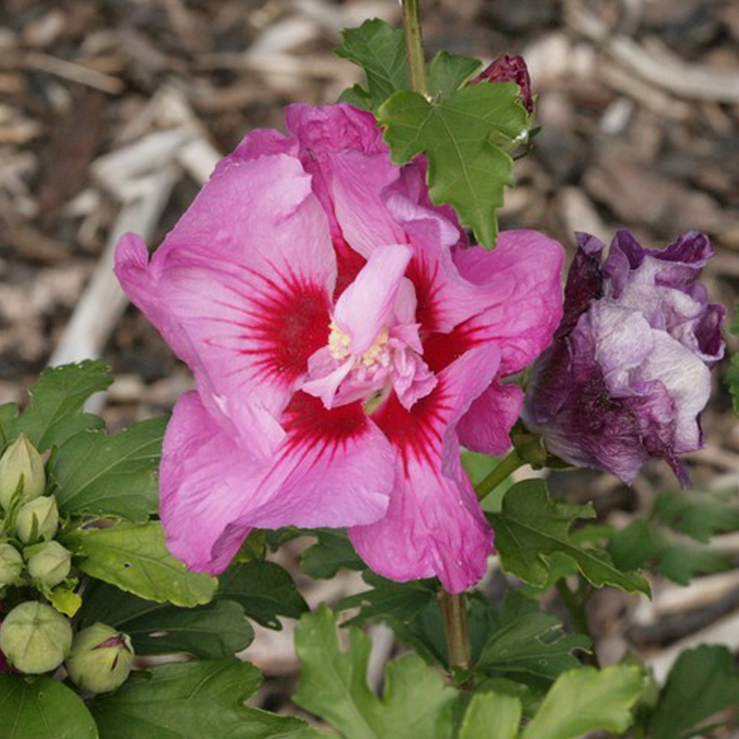 Hibiscus Eruption