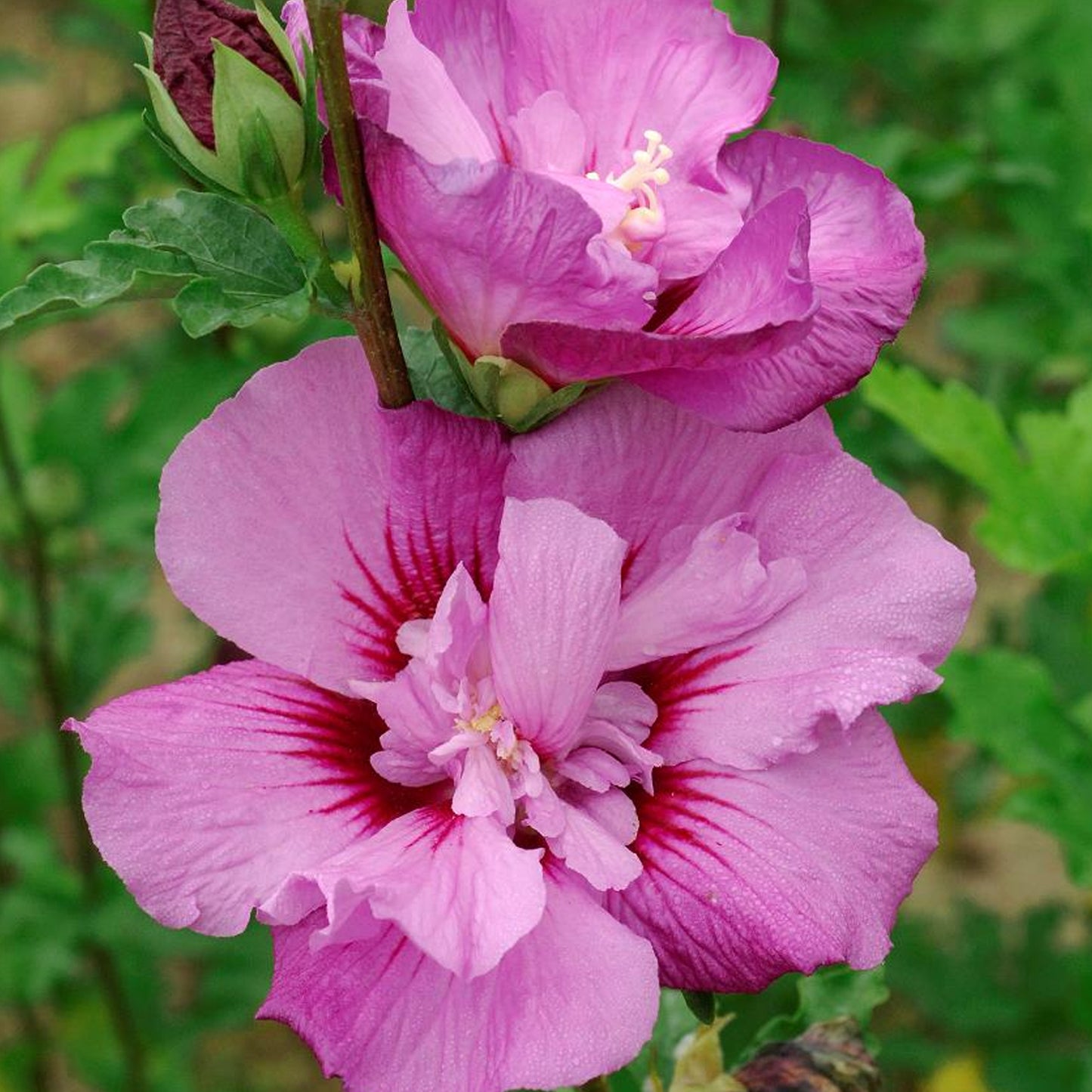 Hibiscus Eruption
