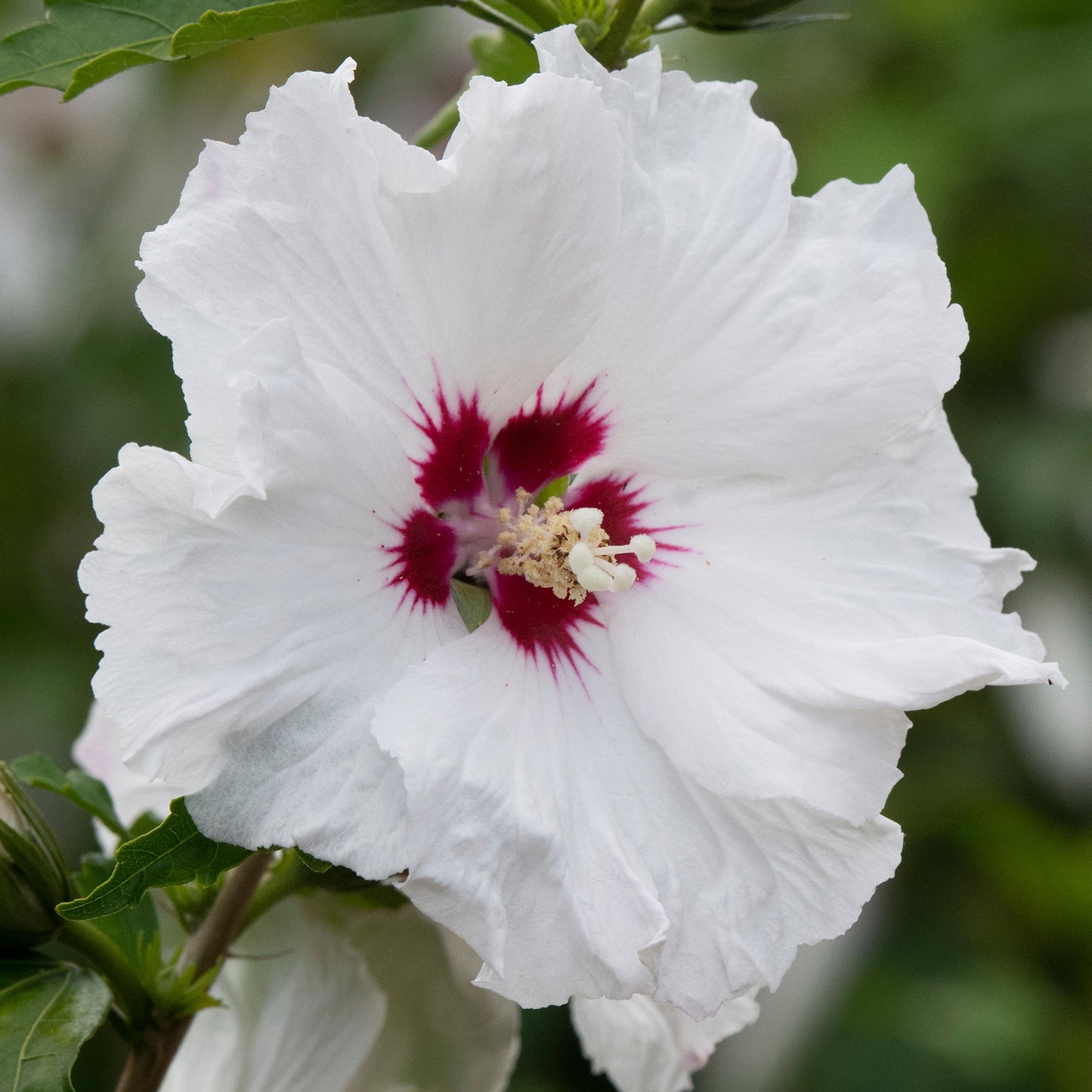 Hibiscus Pinky Spot