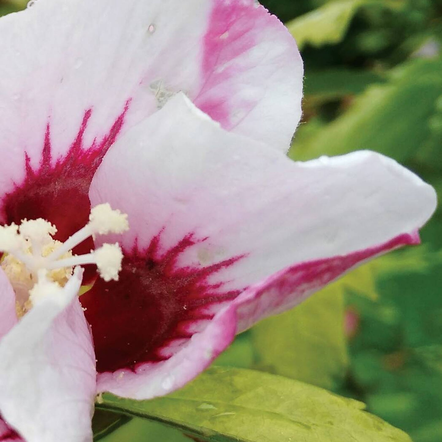 Hibiscus Pinky Spot