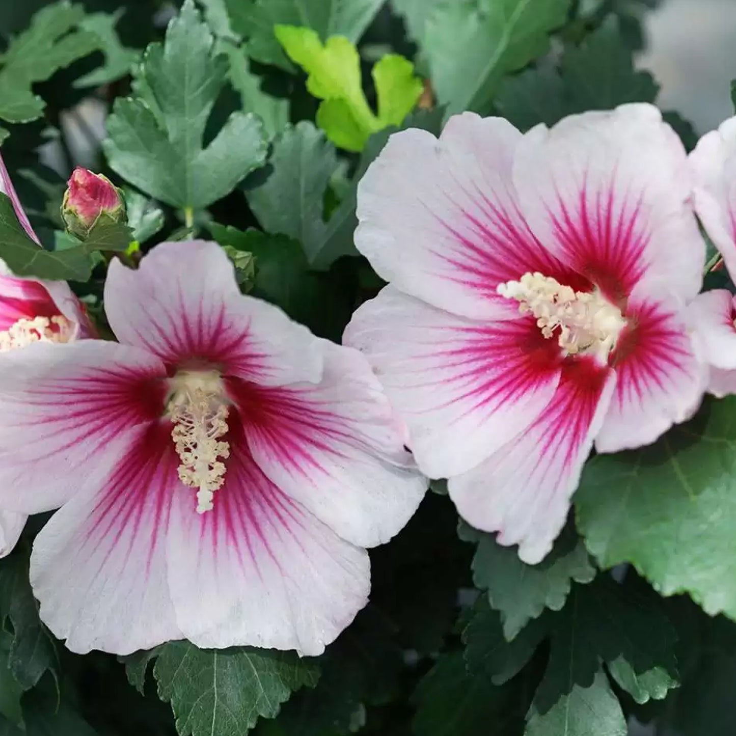 Hibiscus Pinky Spot
