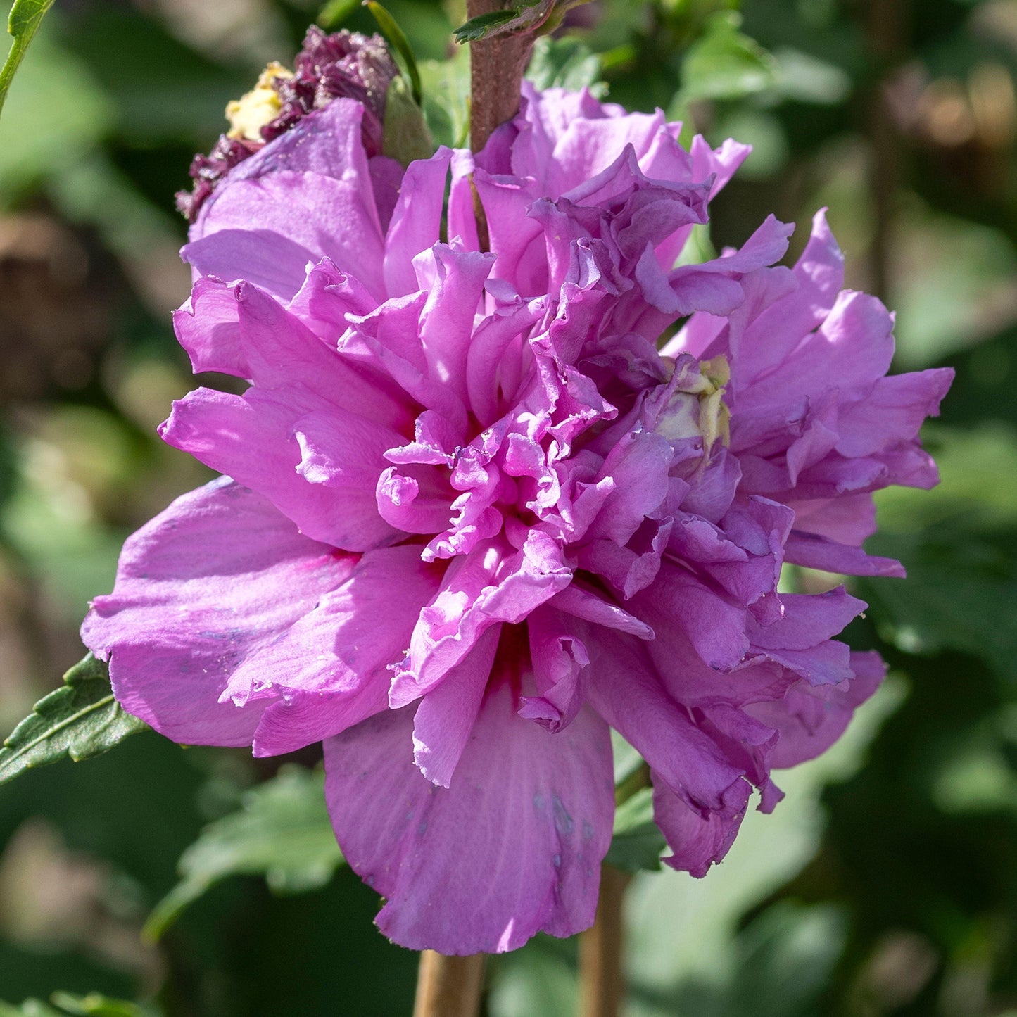 Hibiscus Cabaret Purple