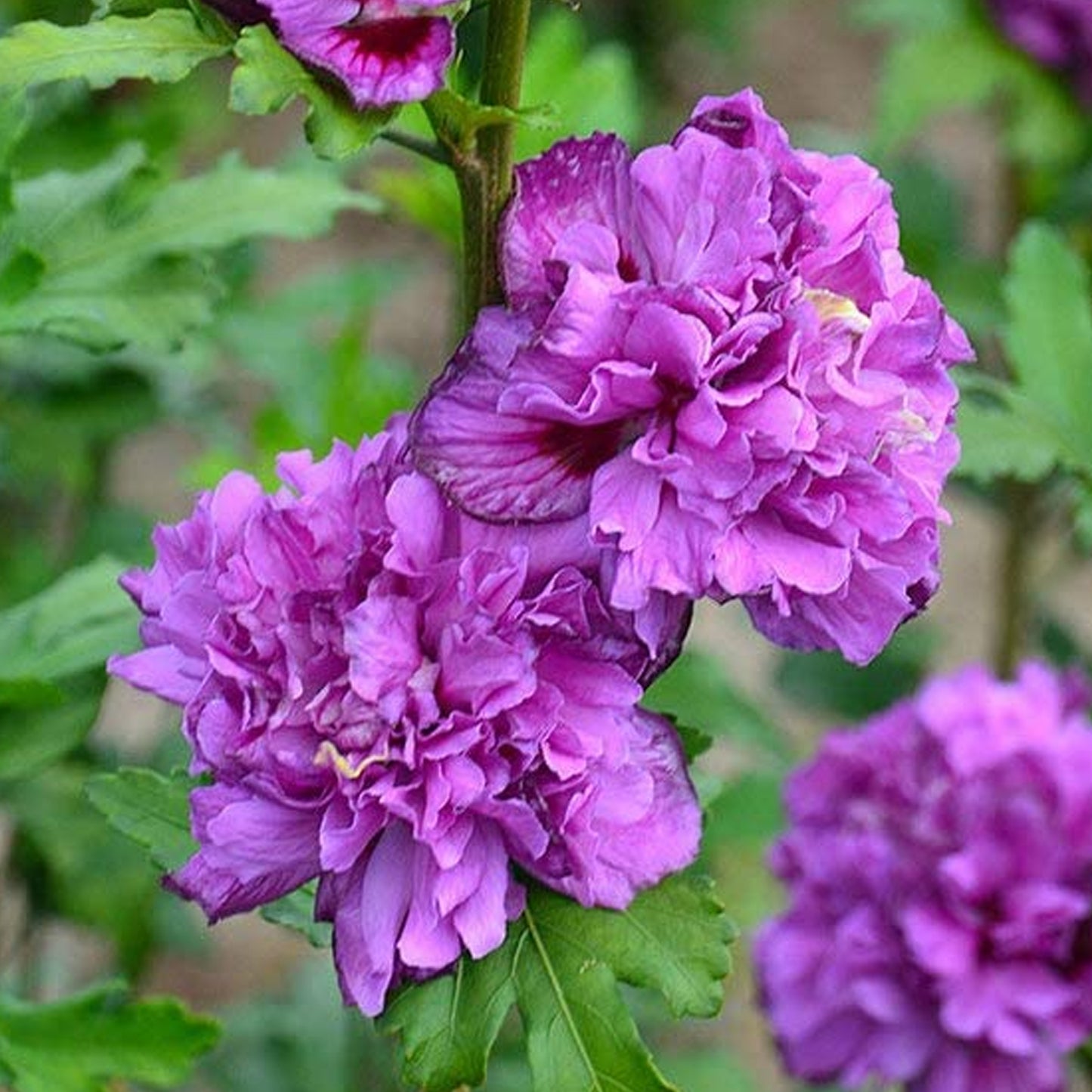Hibiscus Cabaret Purple