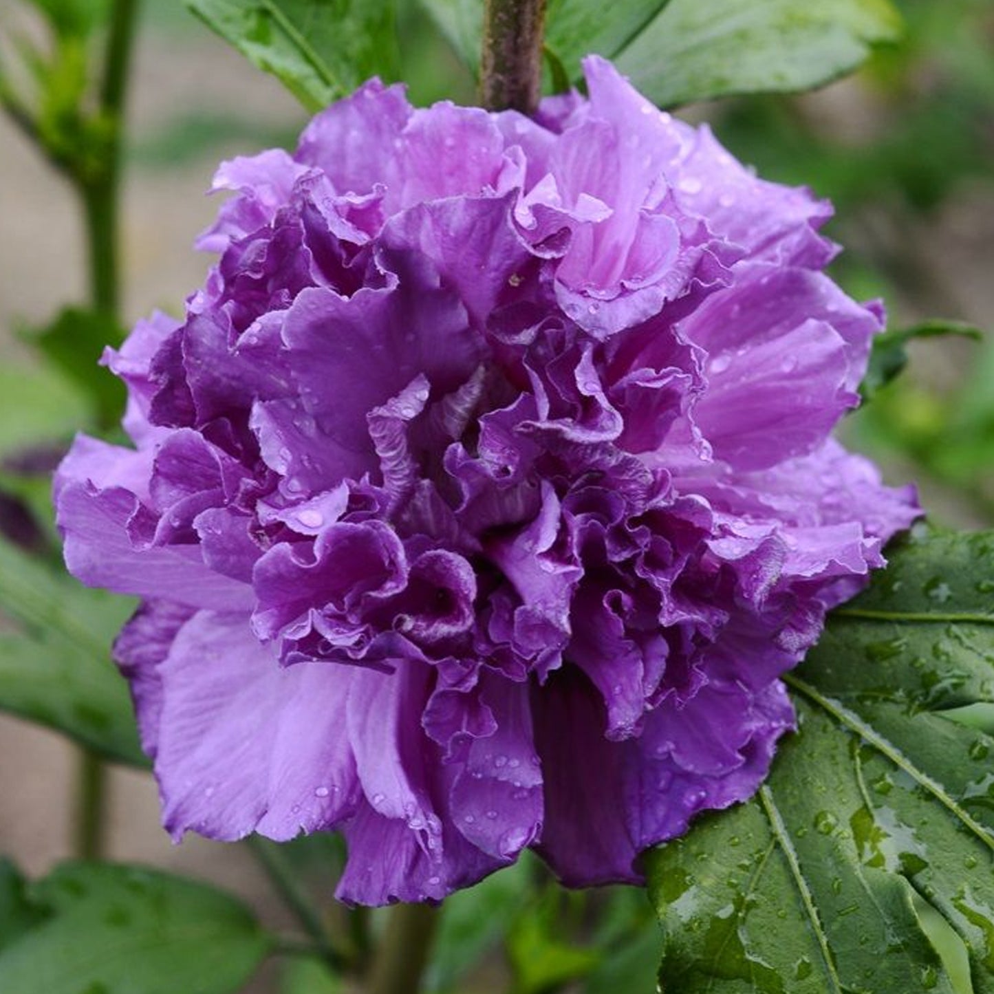 Hibiscus Cabaret Purple