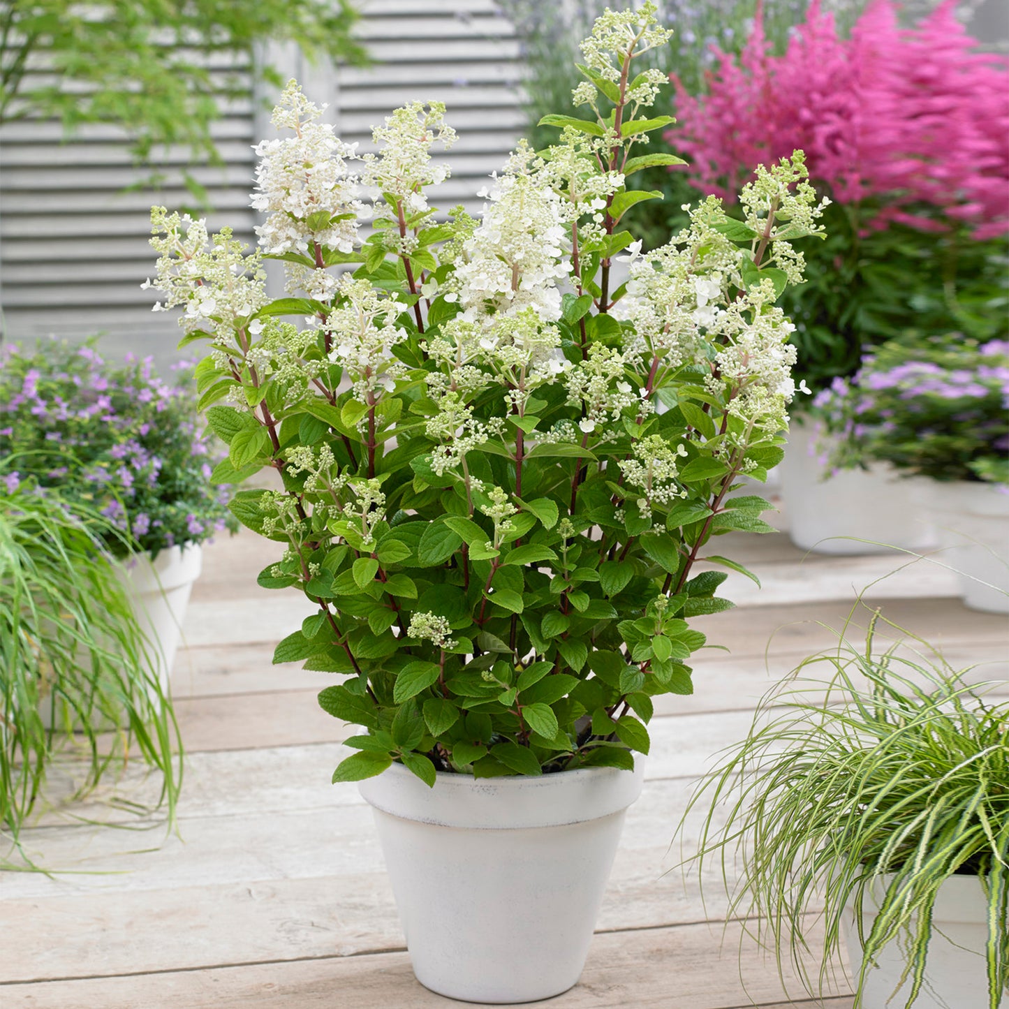 Hydrangea Baby Lace