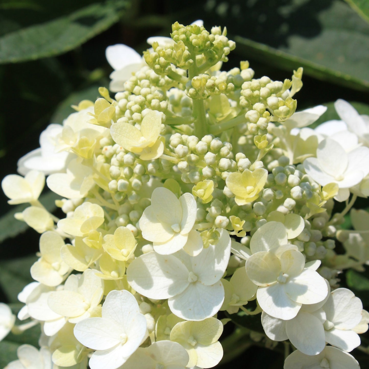 Hydrangea Baby Lace