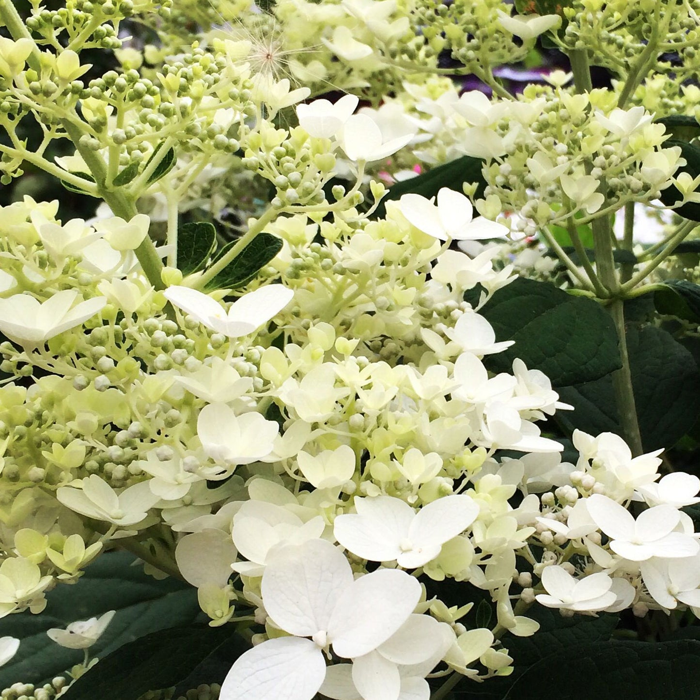 Hydrangea Baby Lace