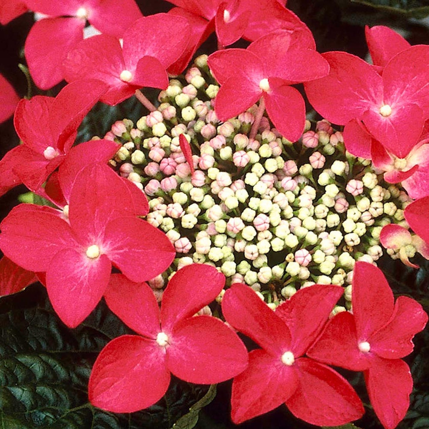 Hydrangea Lady in Red