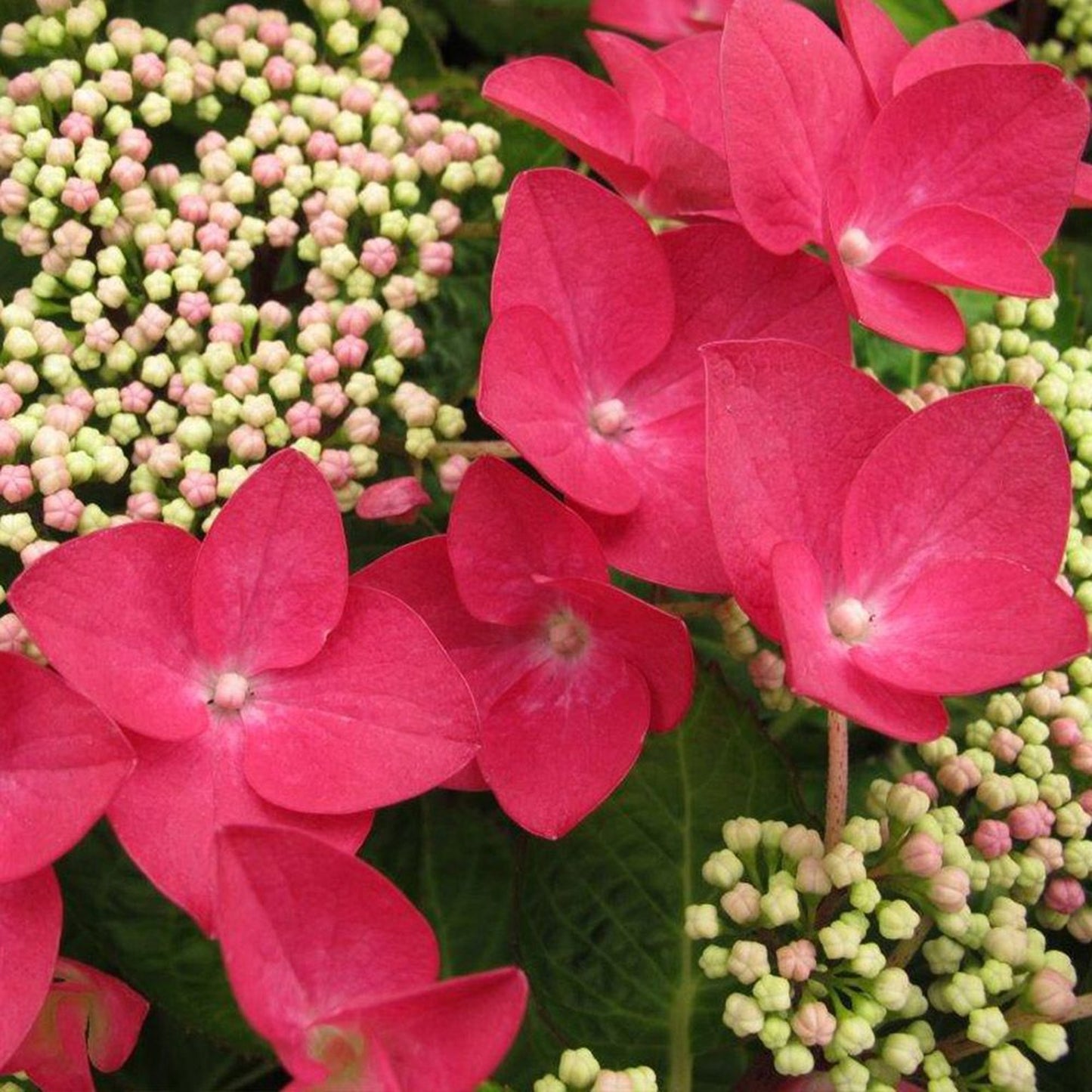 Hydrangea Lady in Red