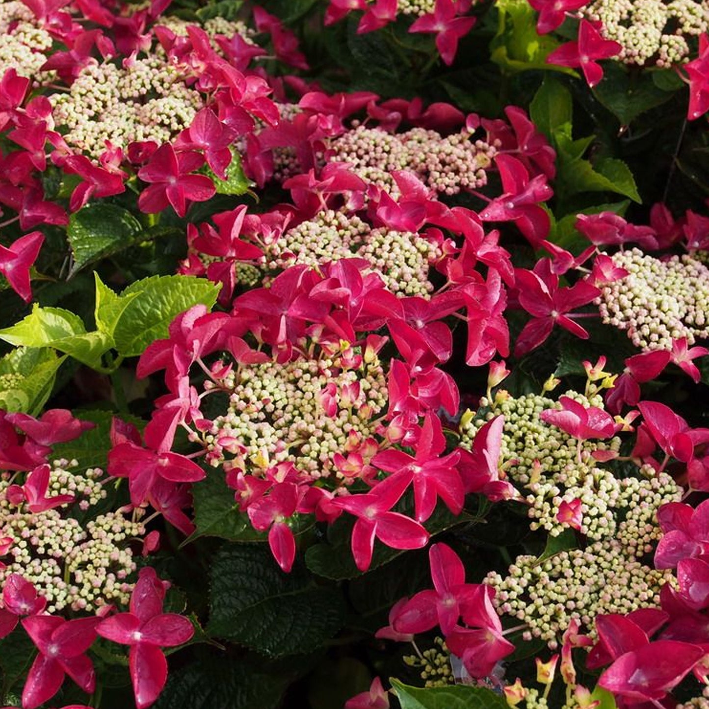 Hydrangea Lady in Red