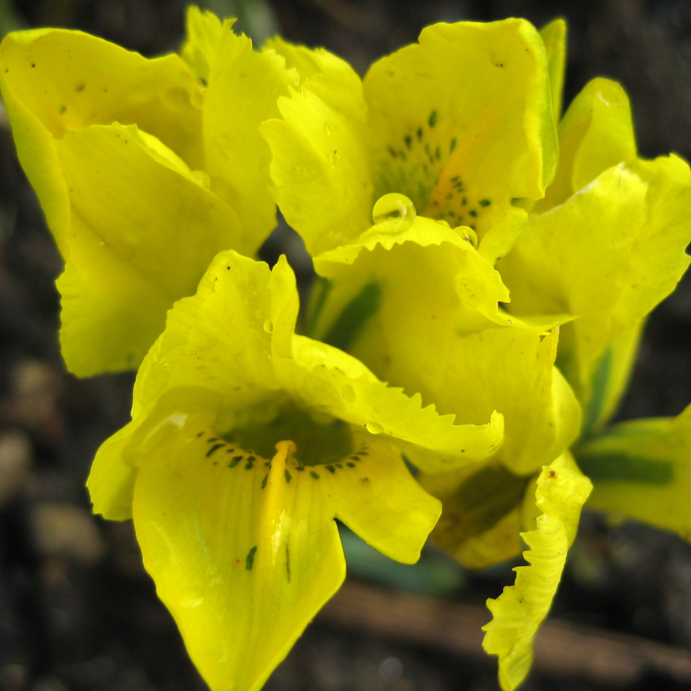 Iris Danfordiae -MASTER-