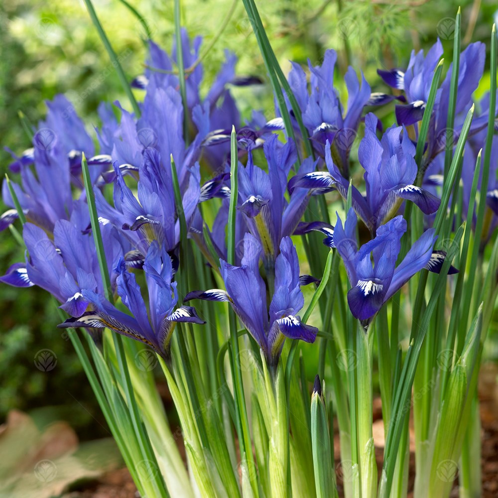 Iris Fabiola -MASTER-