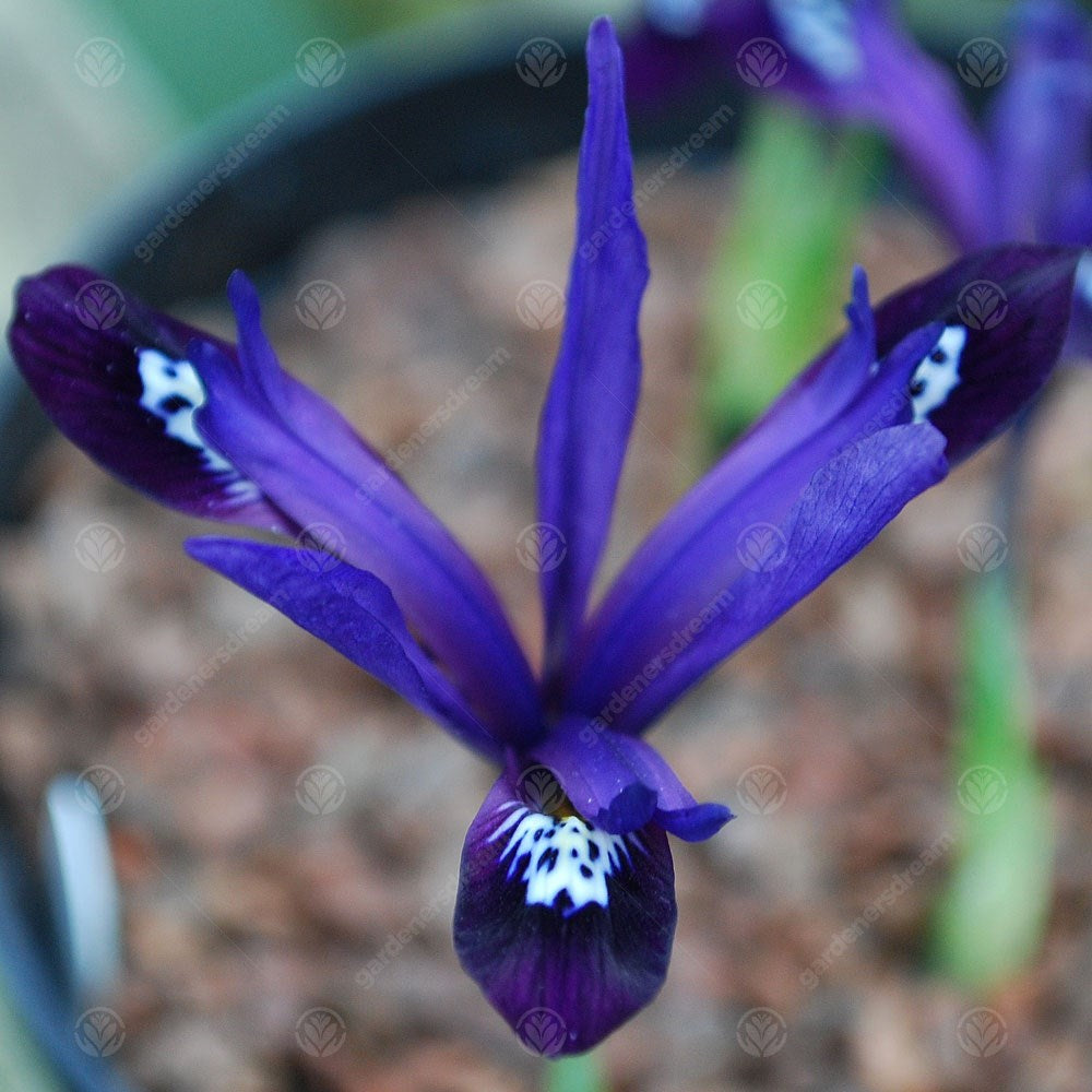 Iris Fabiola -MASTER-
